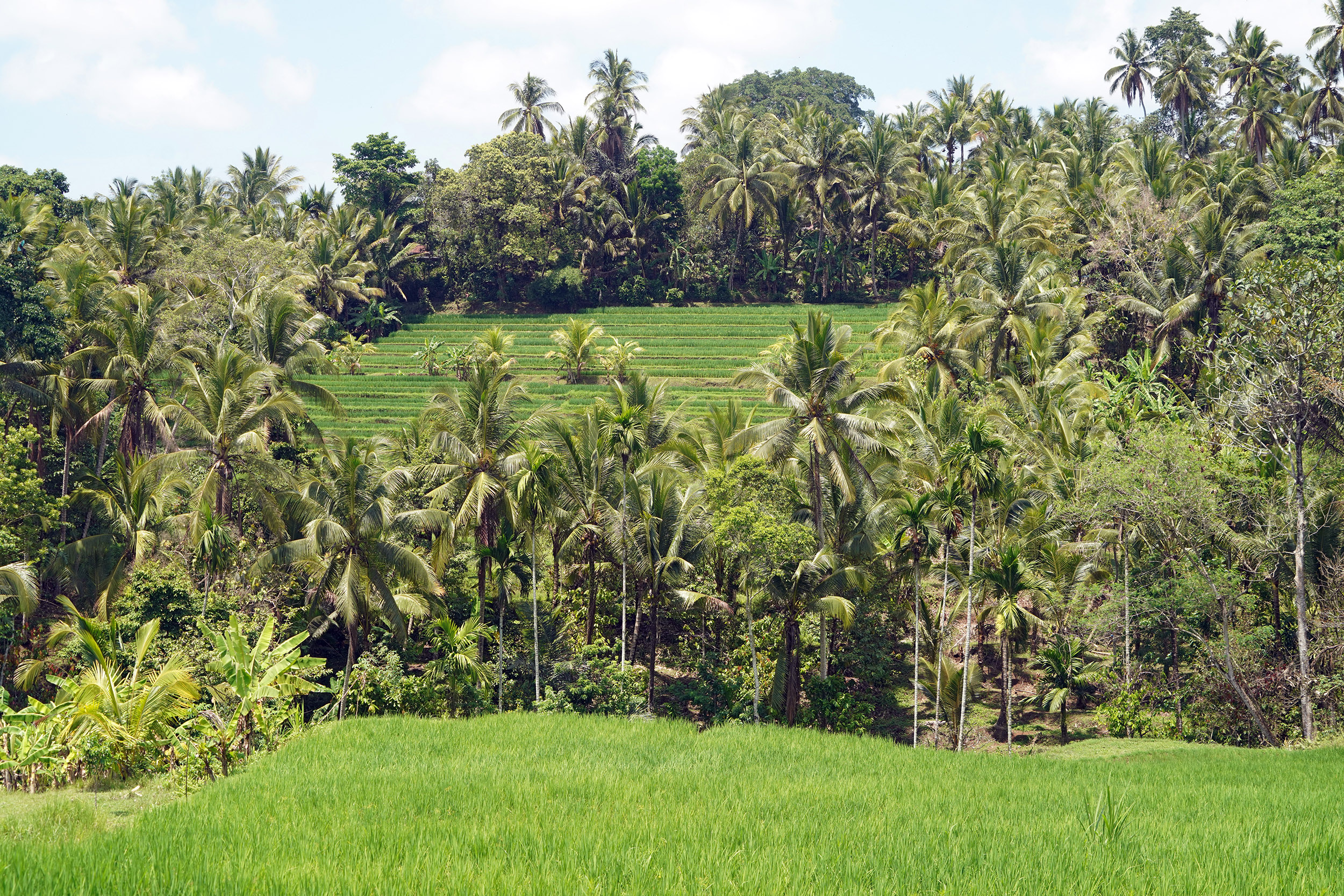 Rizières dans l'Ouest de Bali