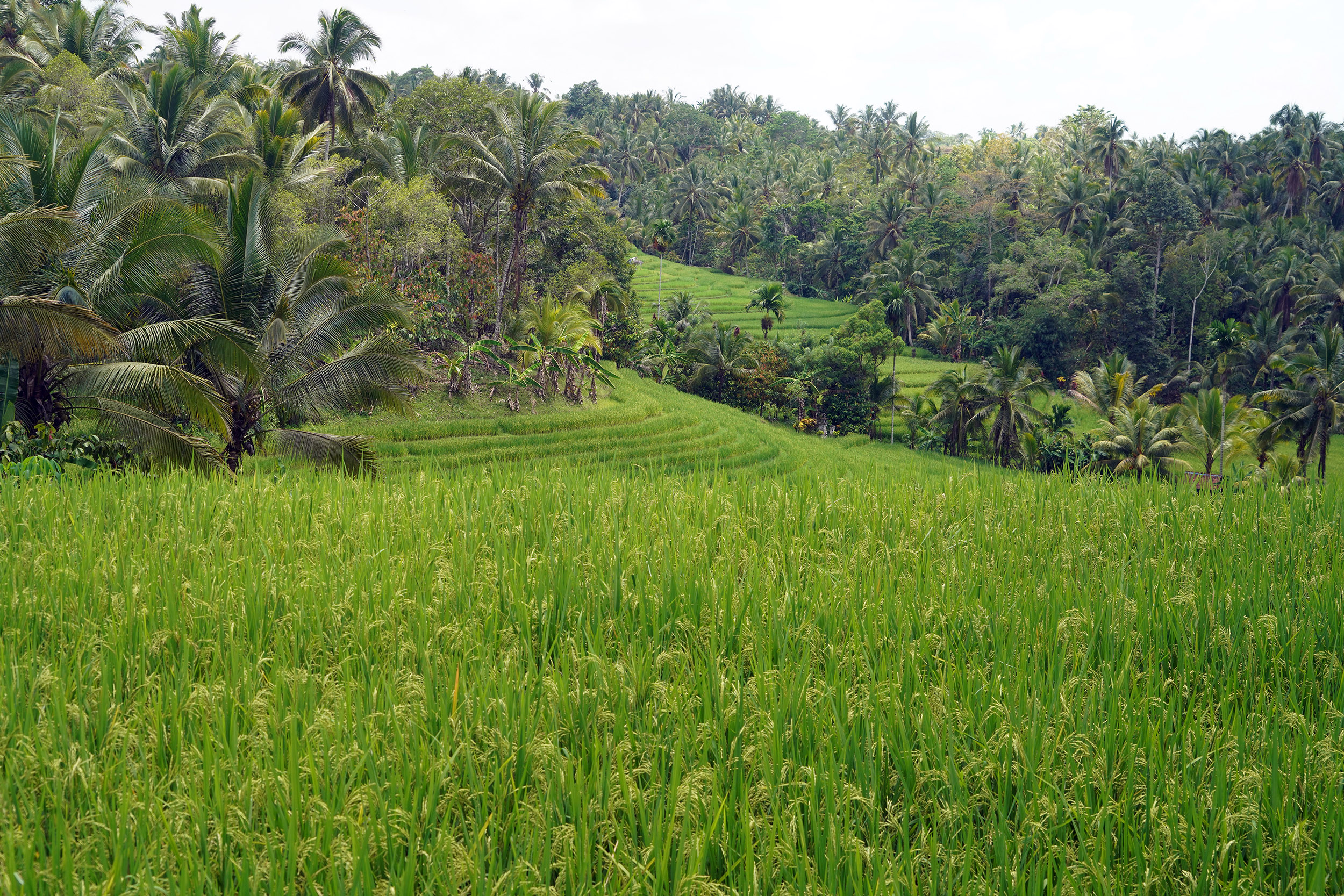 Rizières dans l'Ouest de Bali