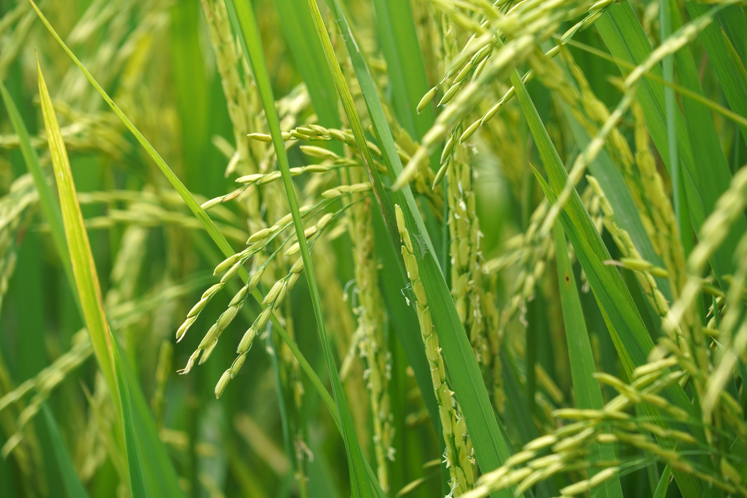 Grains de riz, presque matures