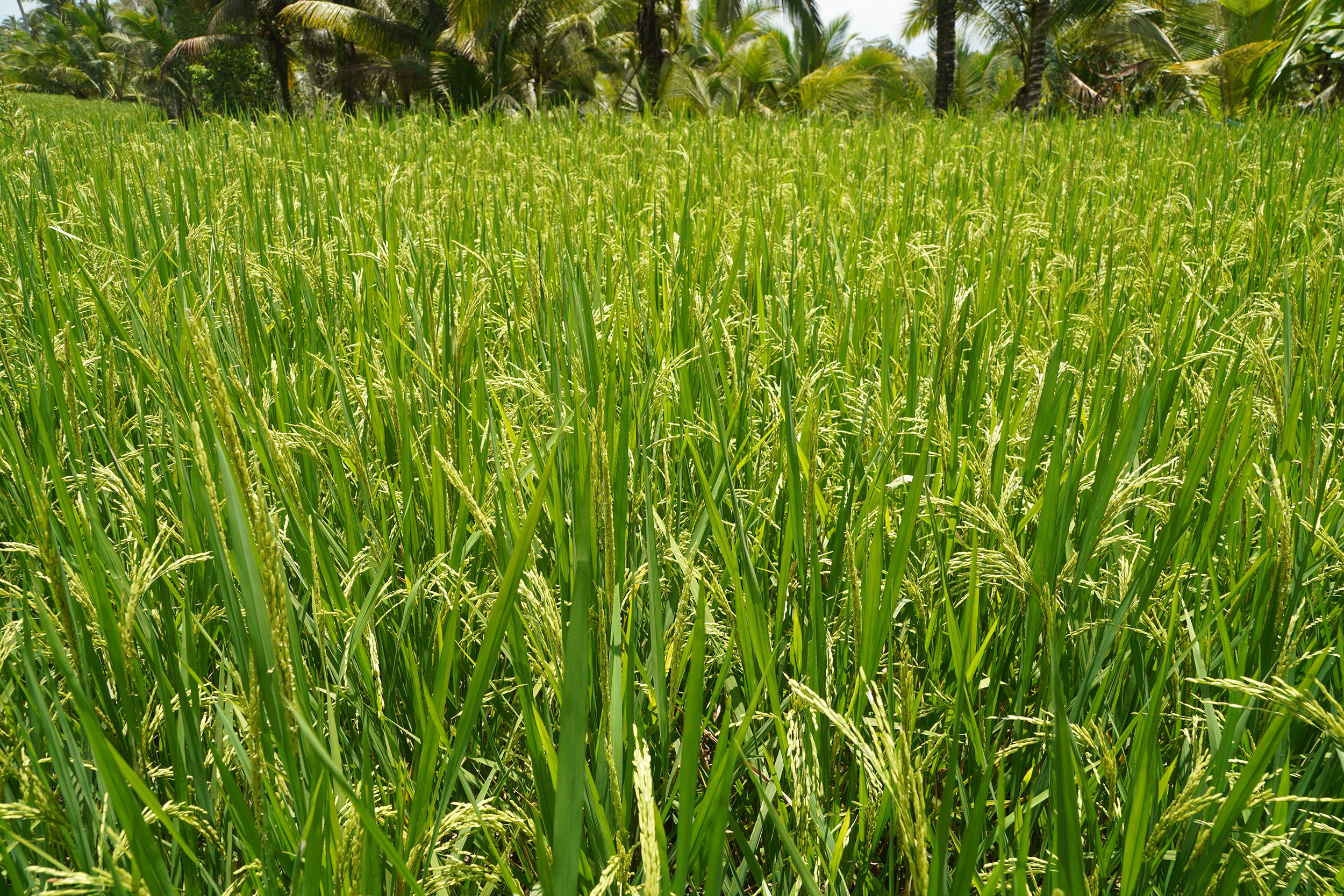 Grains de riz, presque matures