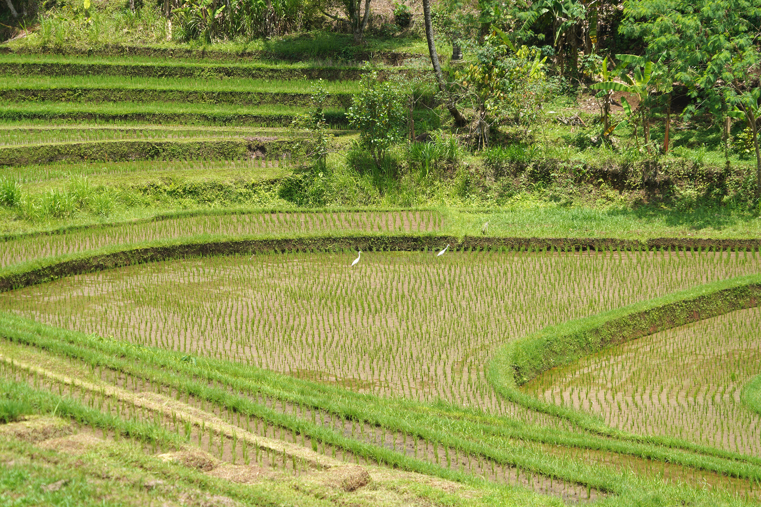 Rizières dans l'Ouest de Bali