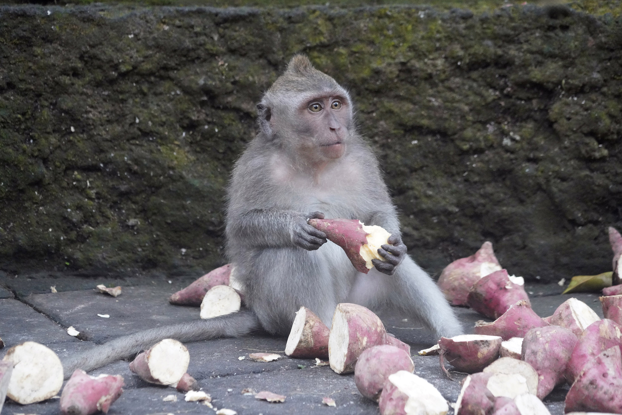 Forêt des singes à Ubud