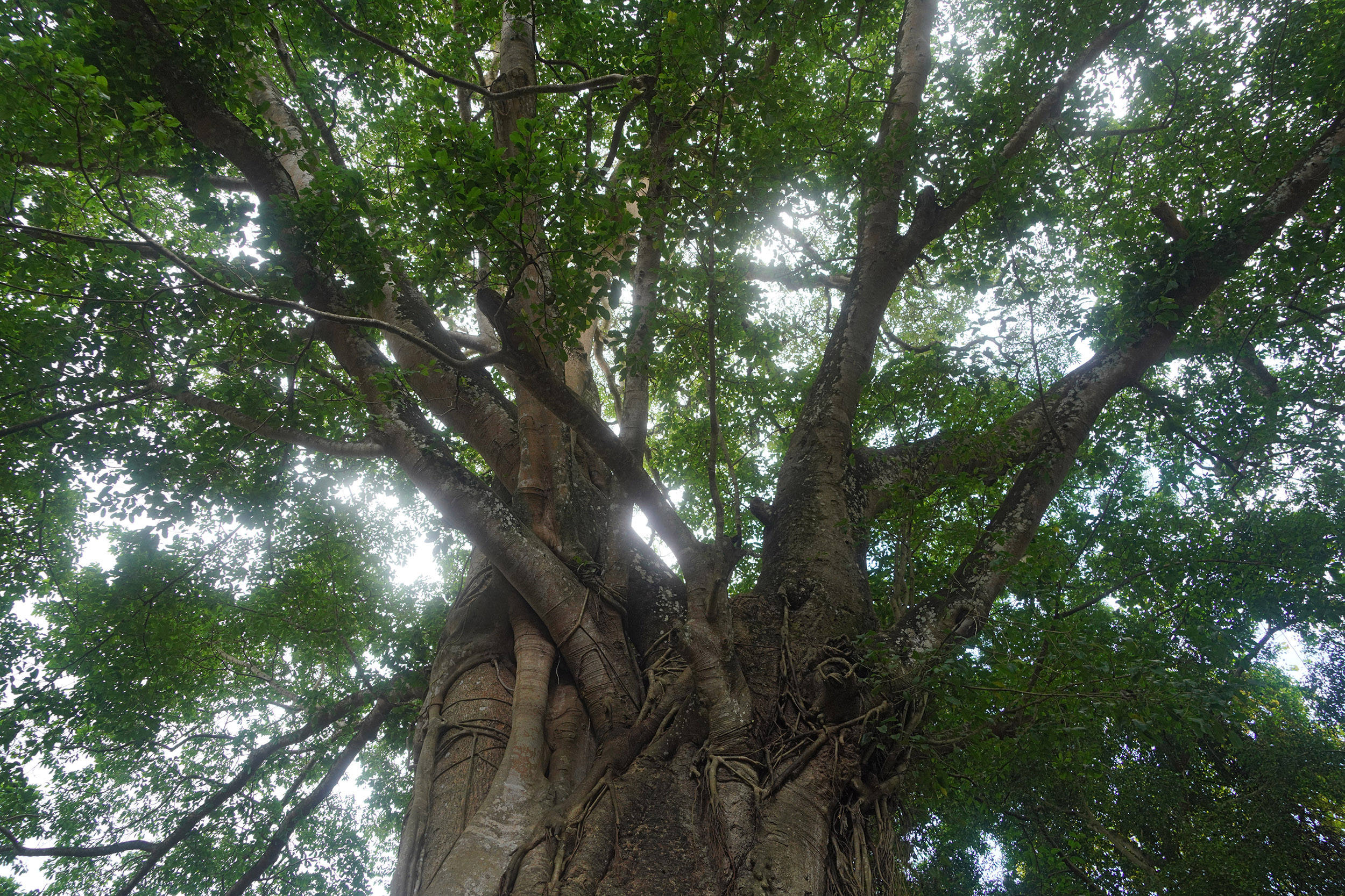 Banian dans le Forêt des singes à Ubud