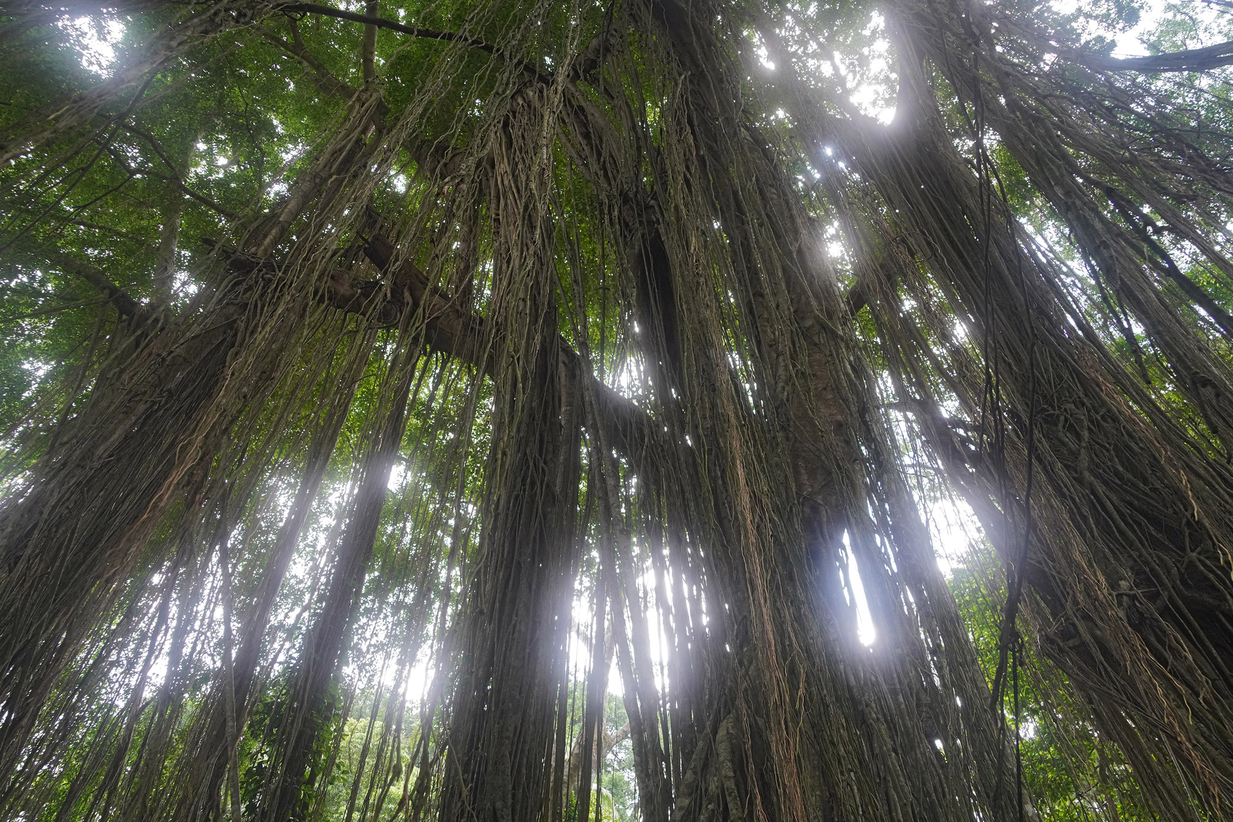 Forêt des singes à Ubud