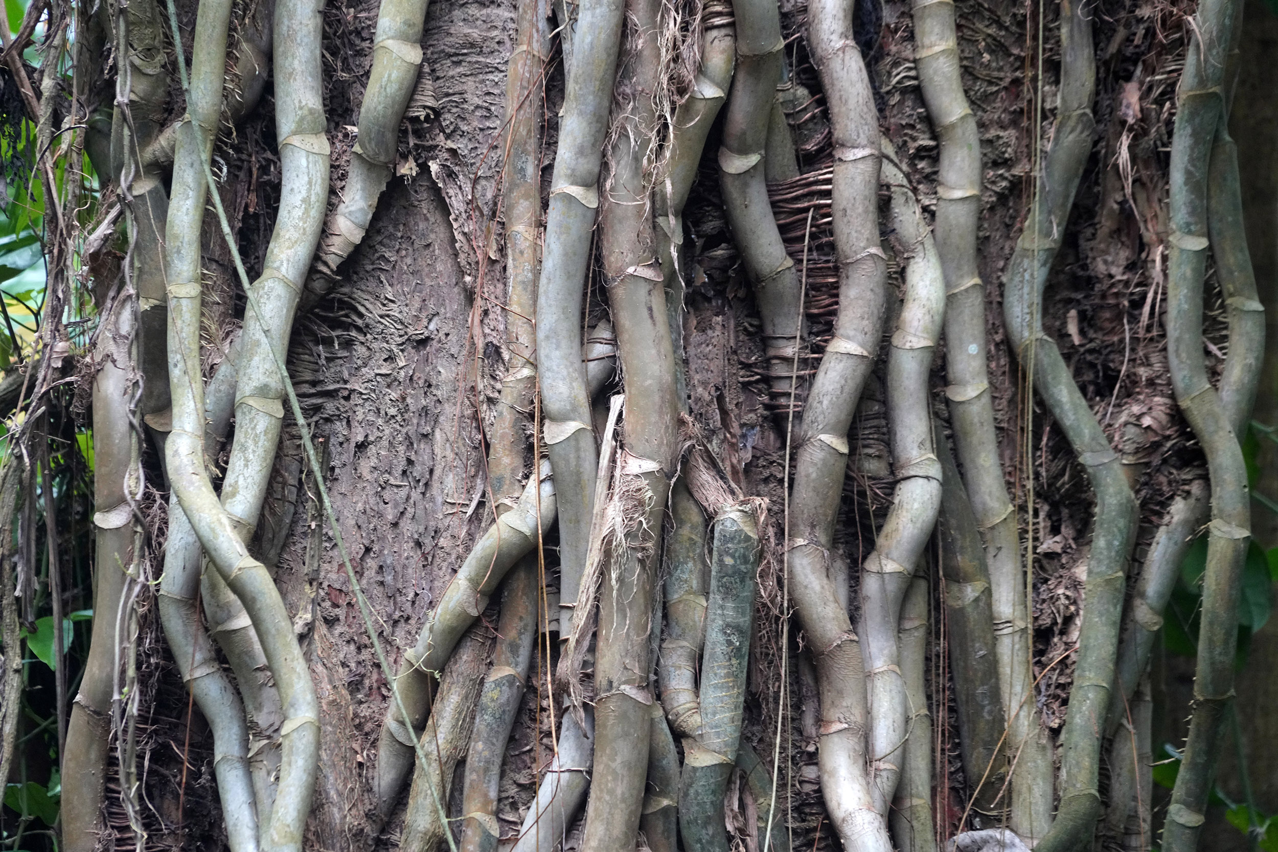 Sur les crêtes de Campuhan