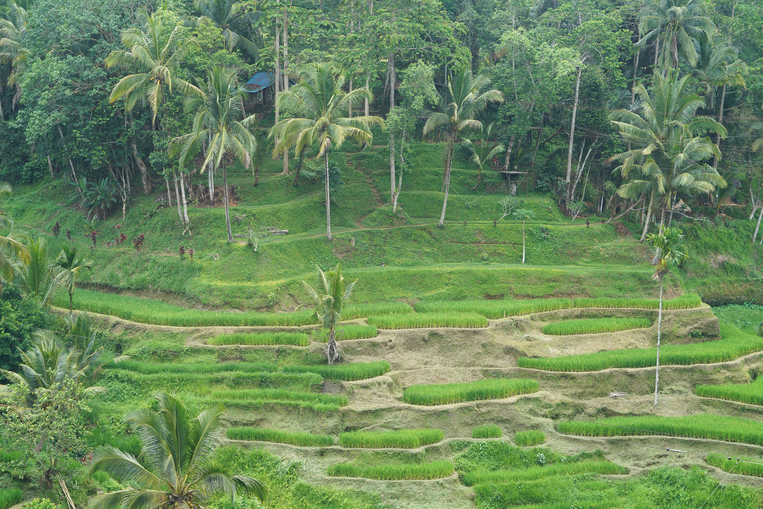 Rizières en terrasse de Tagallalang