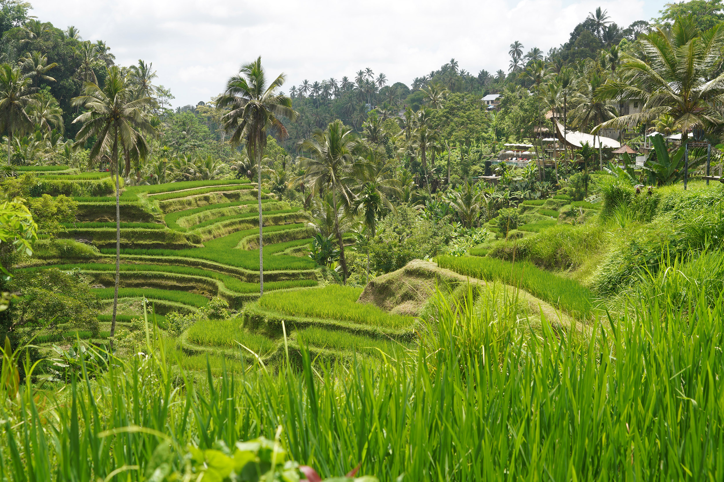 Rizières en terrasse de Tagallalang