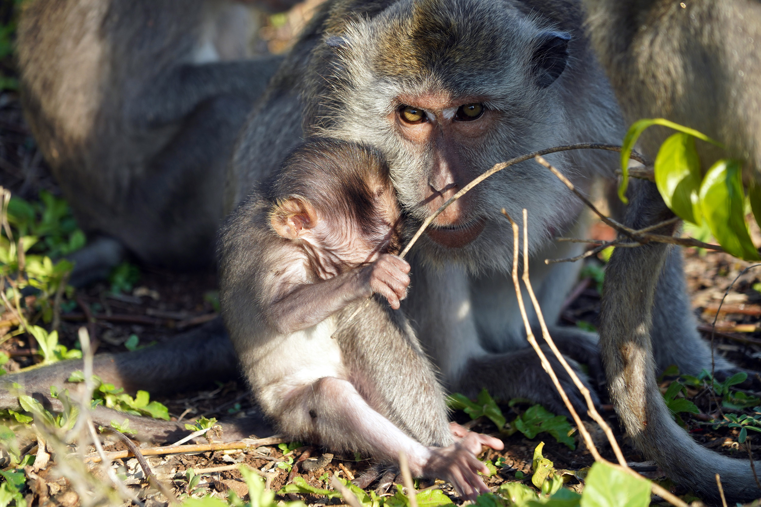 Temple Pura Luhur Uluwatu