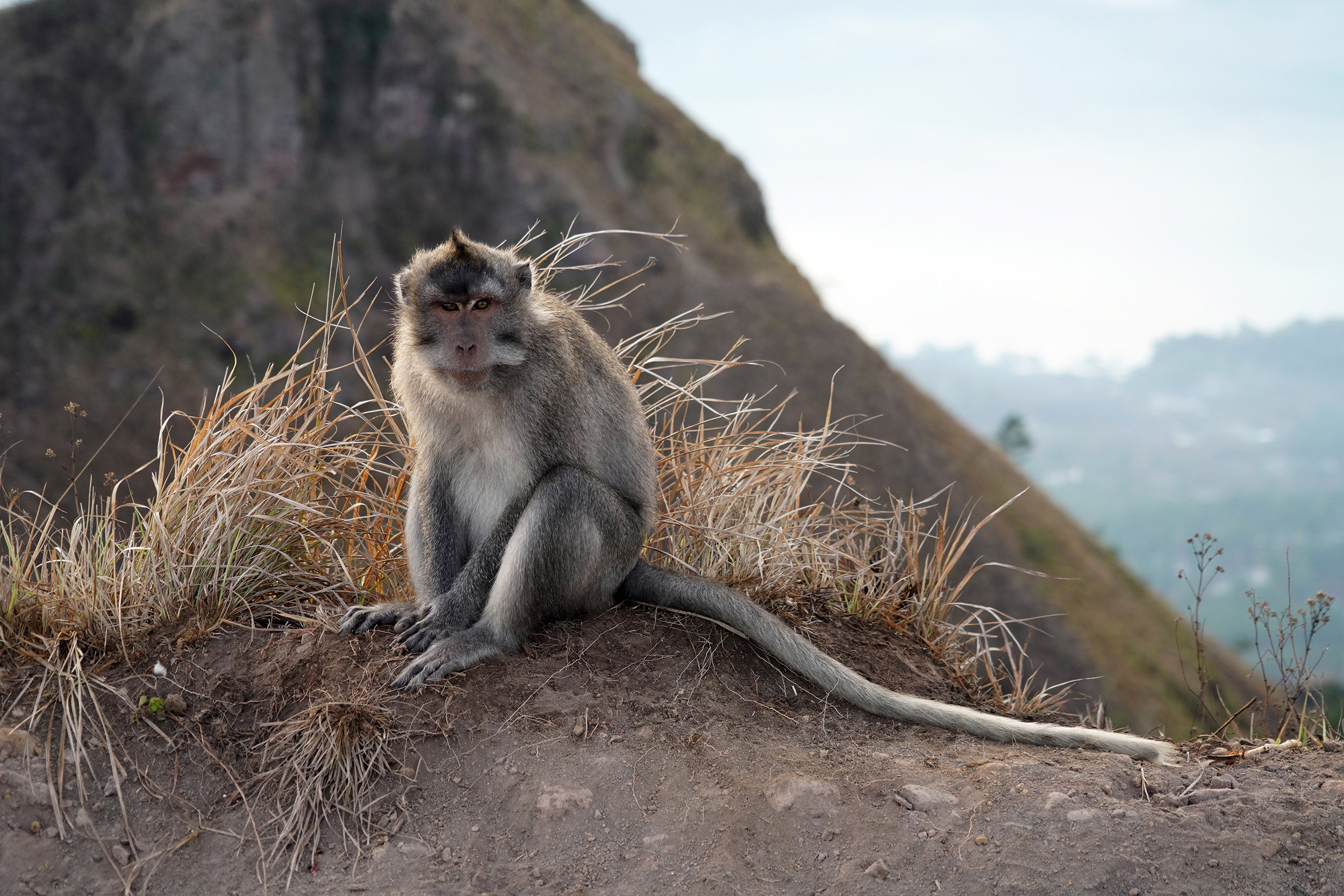 Les macaques sont partout