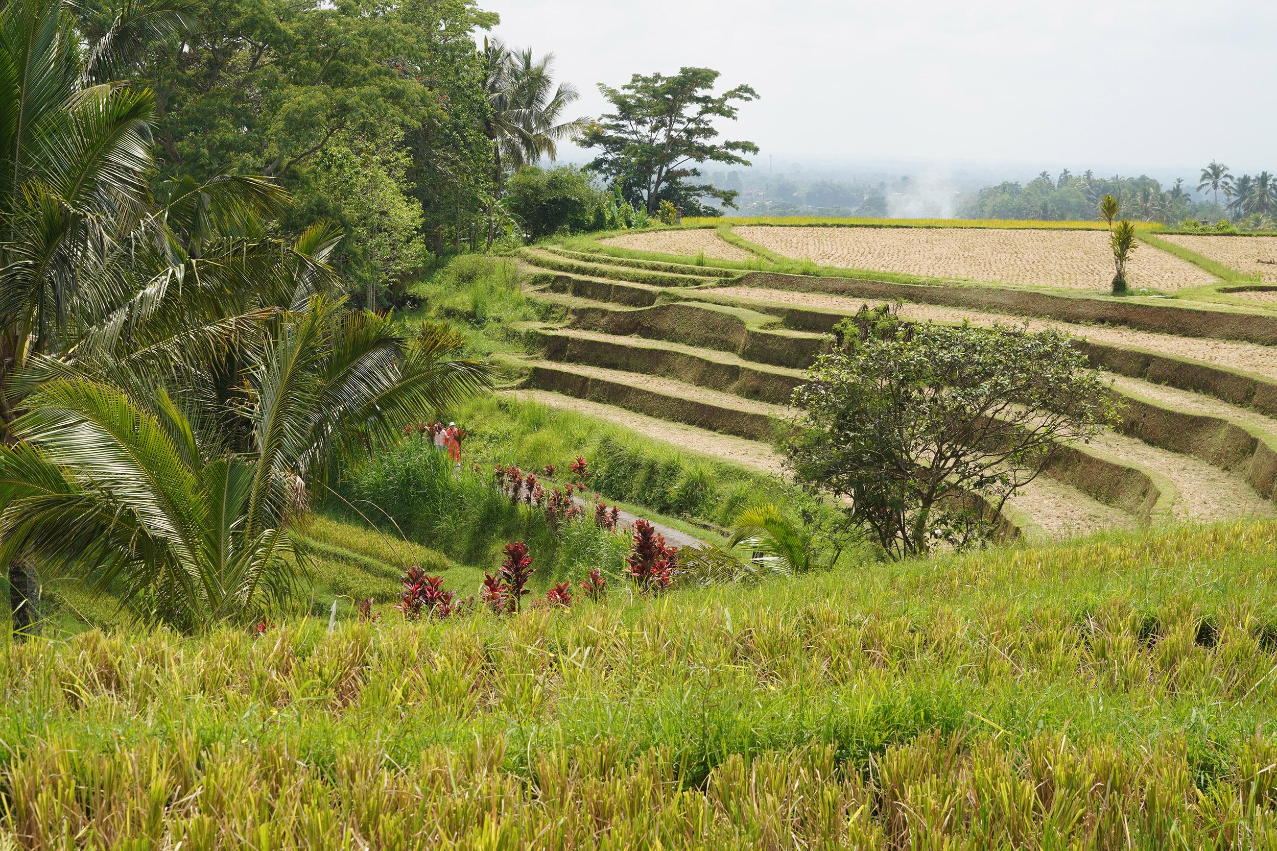 Rizières de Jatiluwih, inscrites au patrimoine mondial de l'Unesco