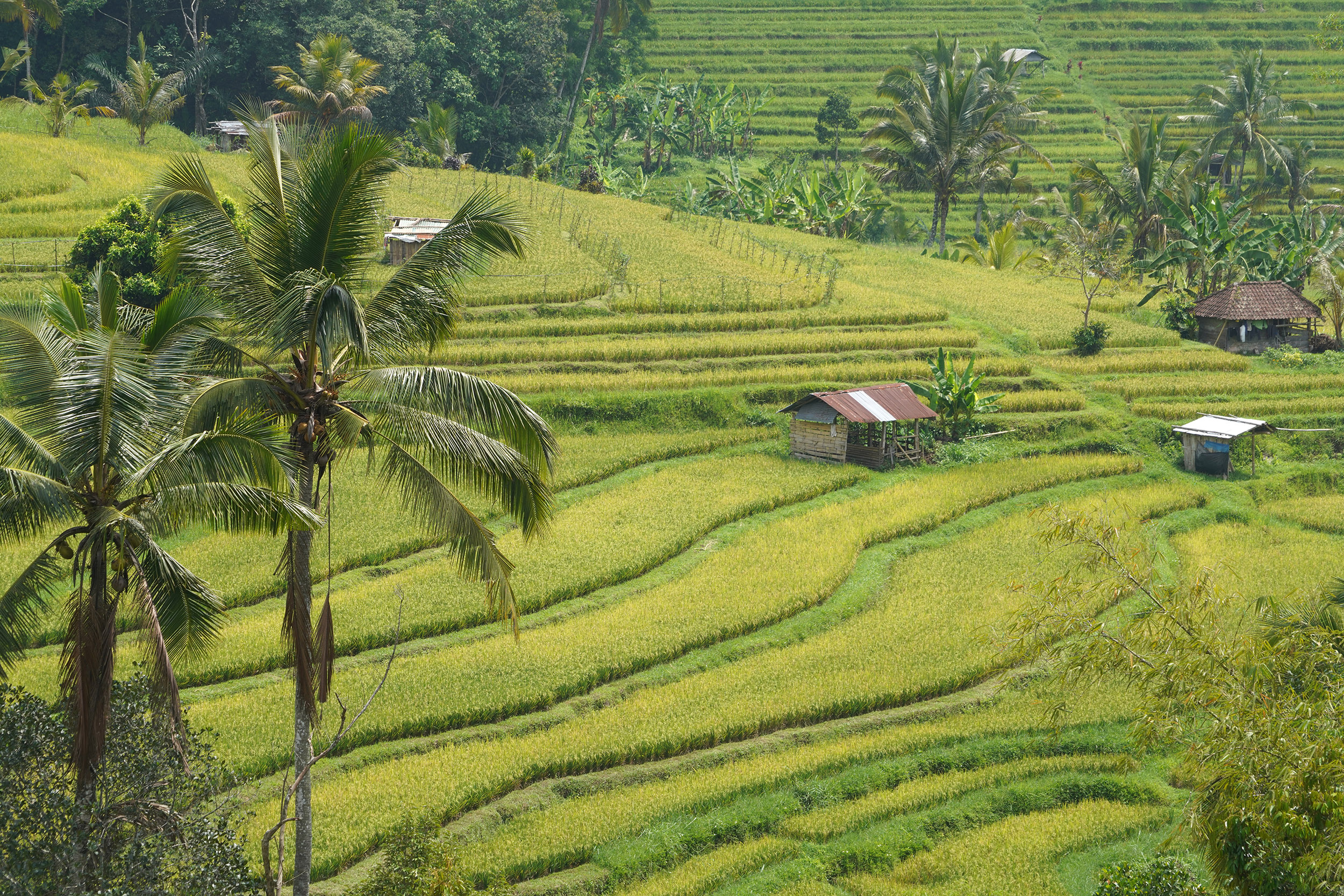 Rizières de Jatiluwih, inscrites au patrimoine mondial de l'Unesco