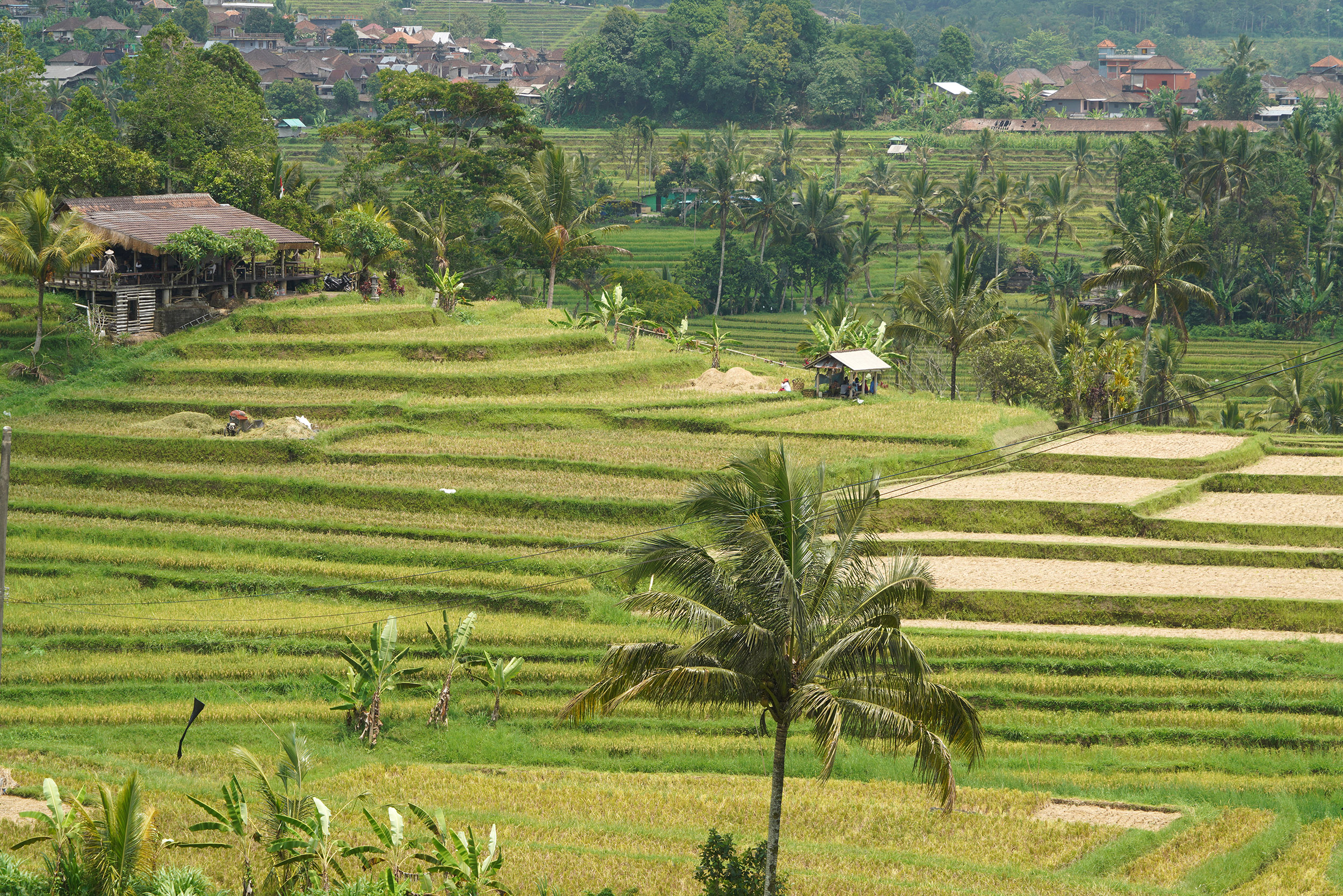 Rizières de Jatiluwih, inscrites au patrimoine mondial de l'Unesco