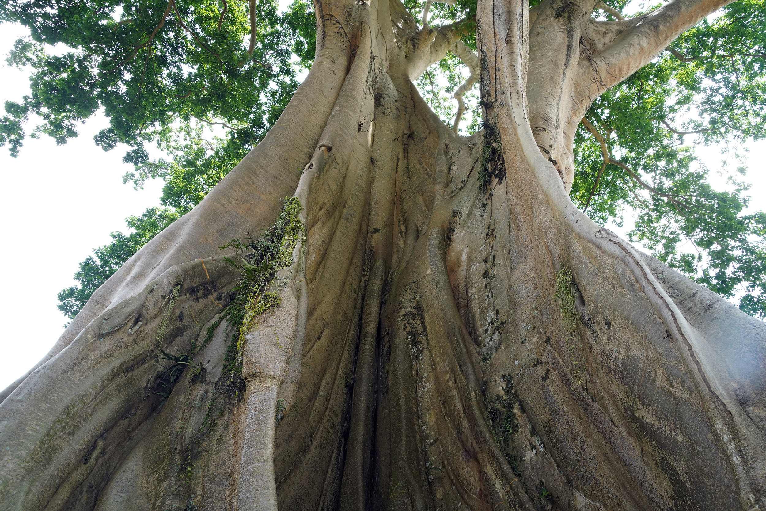 Fameux Banian de Munduk, vieux de 700 ans