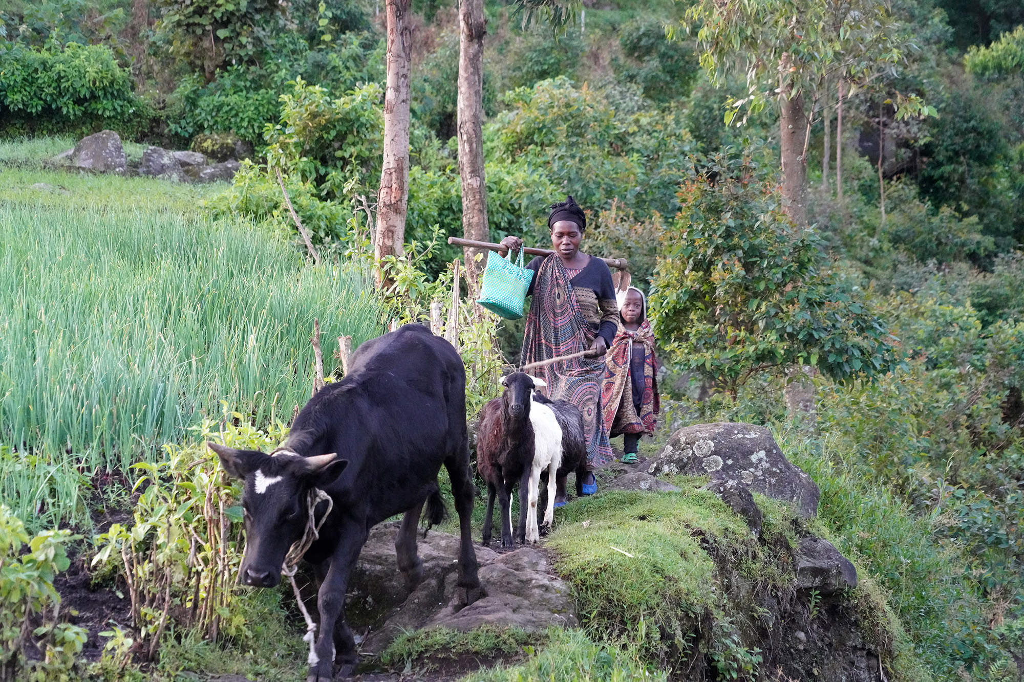 Ouganda - Perle de l'Afrique
