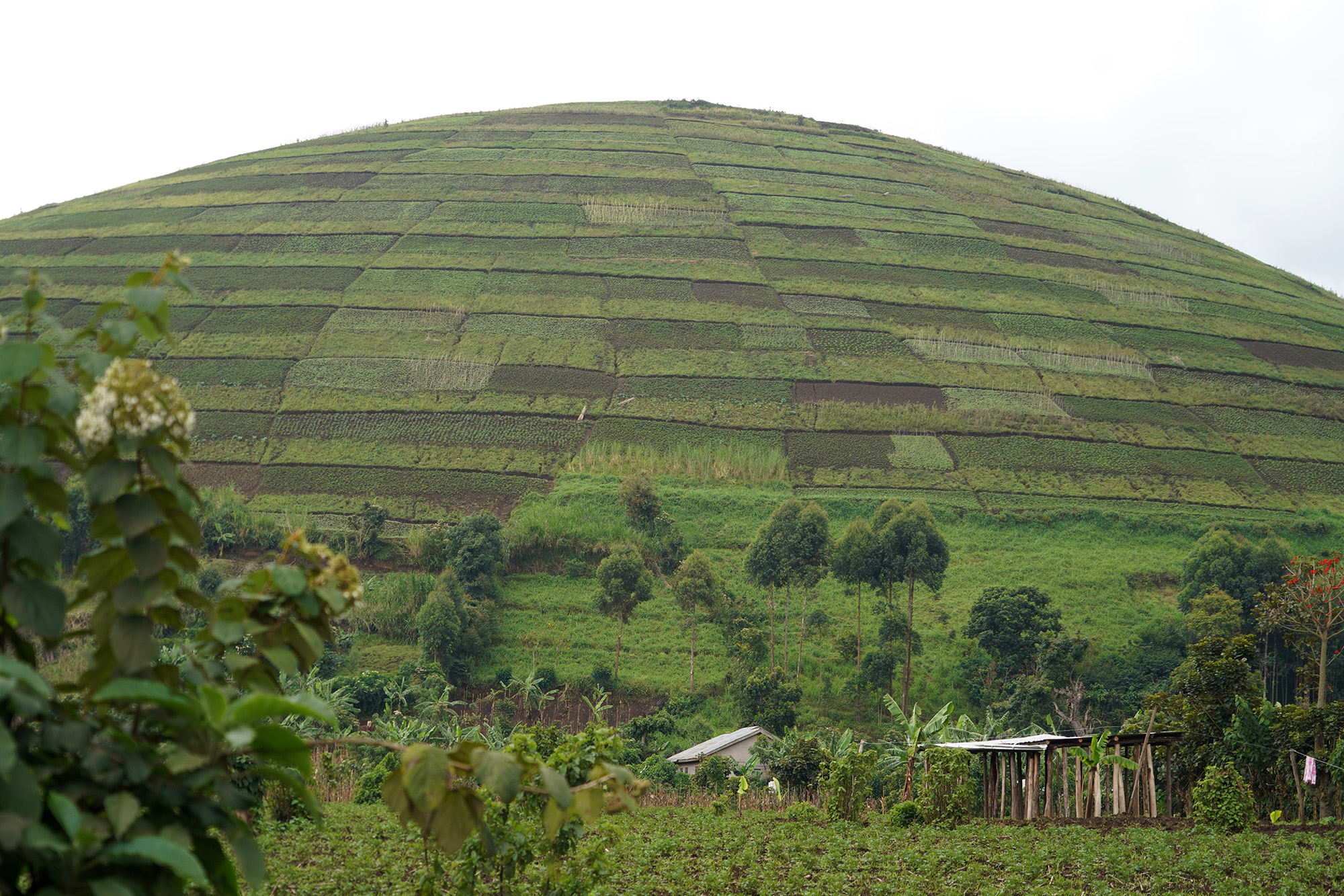 Ouganda - Perle de l'Afrique