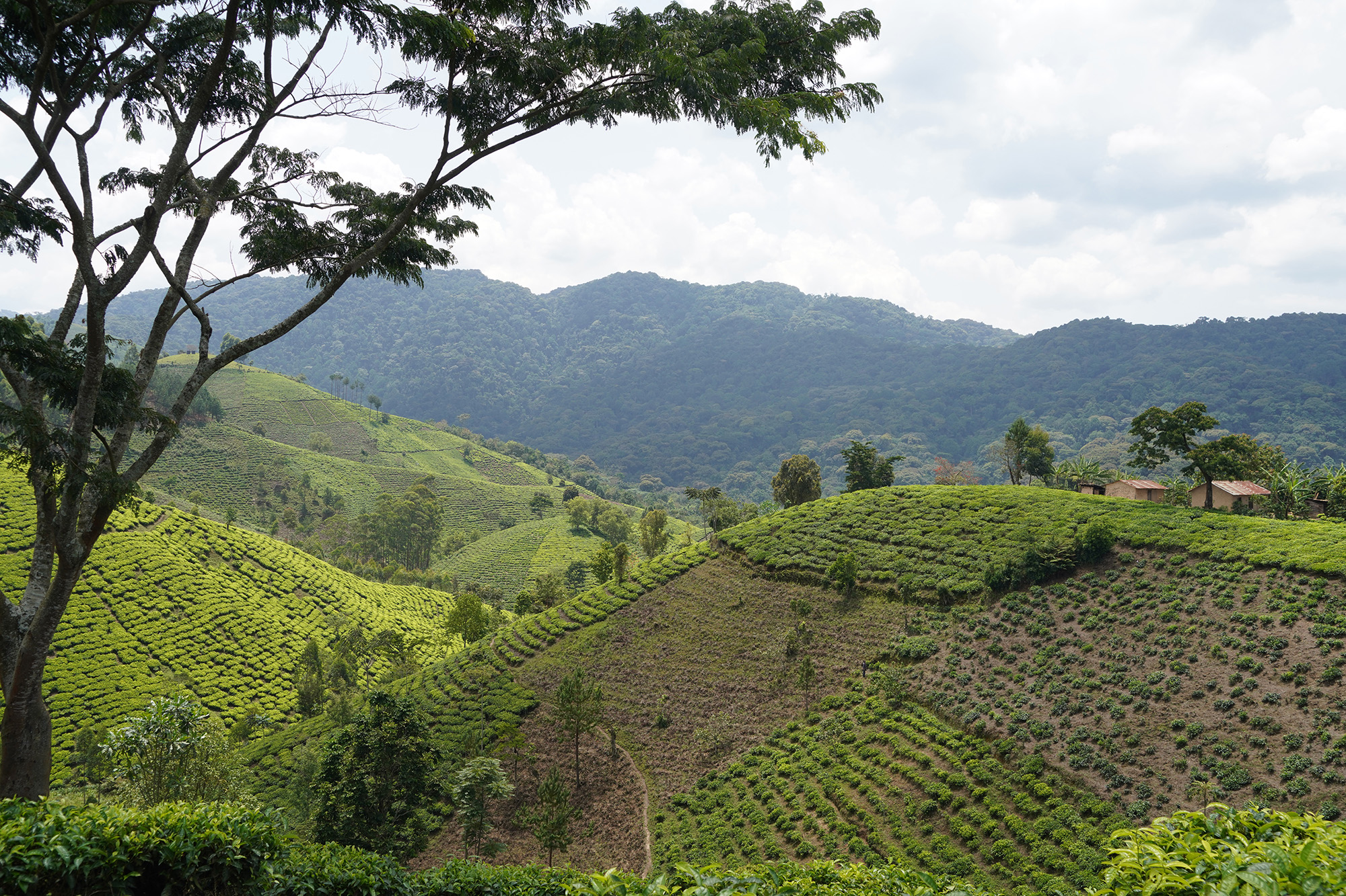 Ouganda - Perle de l'Afrique