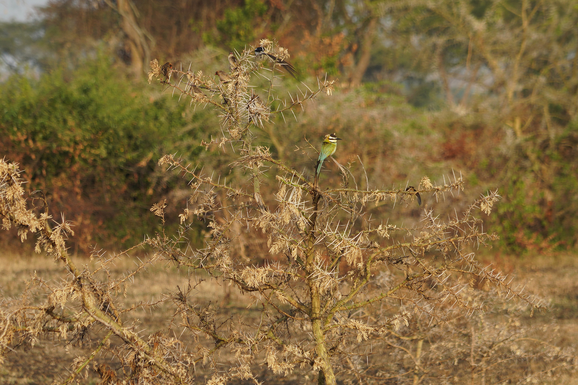 Ouganda - Perle de l'Afrique