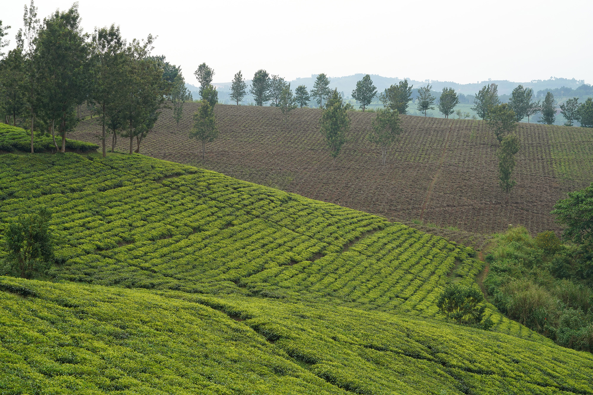 Ouganda - Perle de l'Afrique