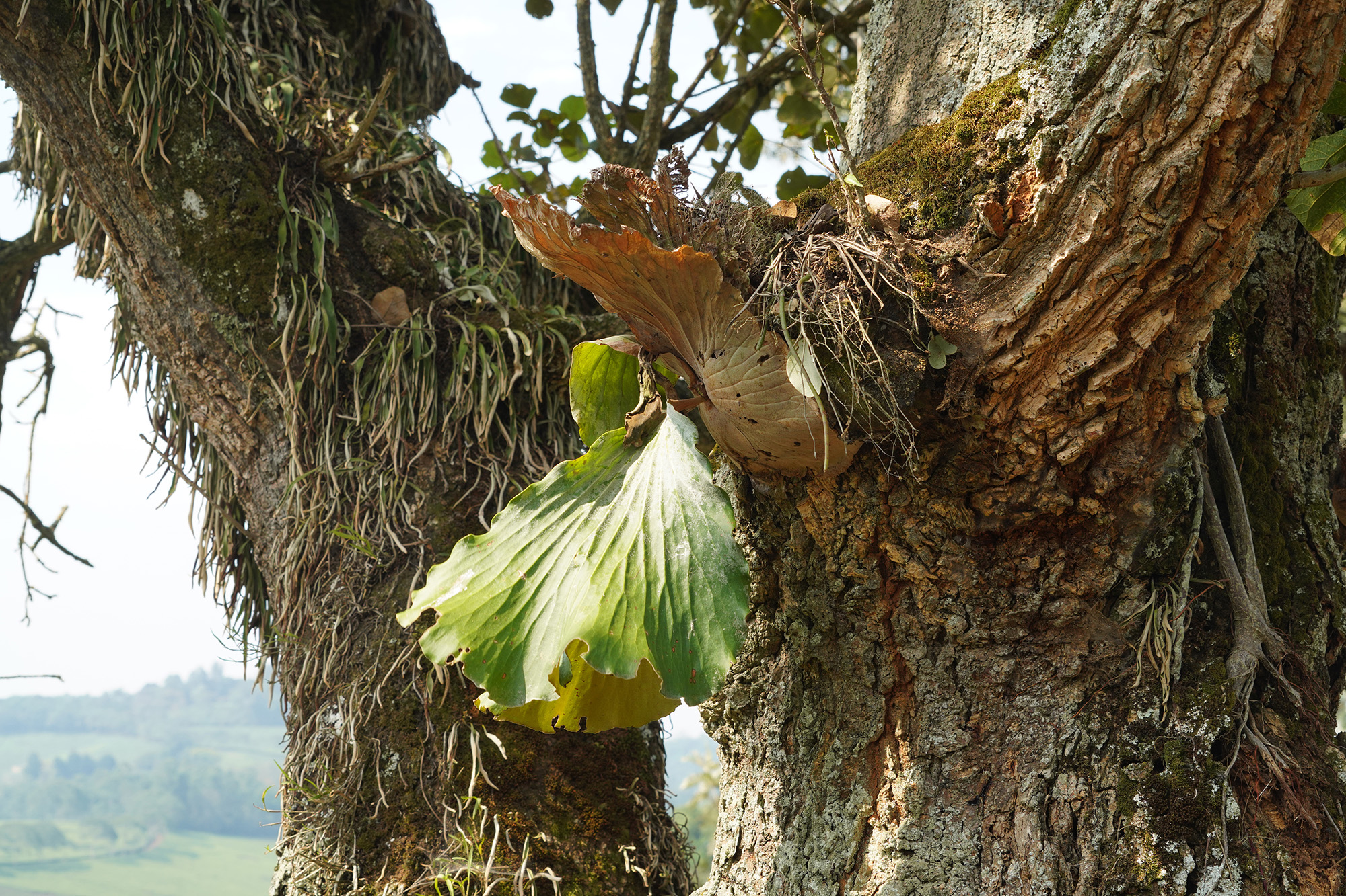 Ouganda - Perle de l'Afrique