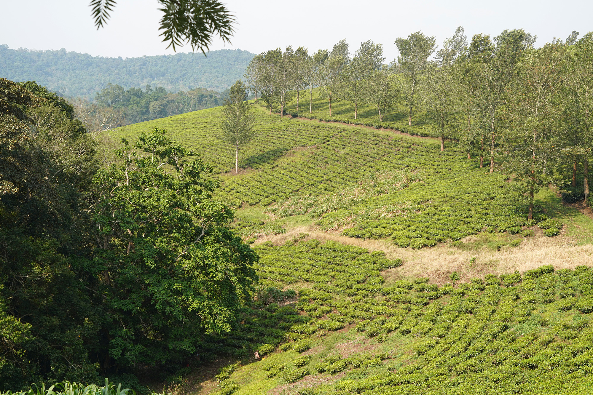Ouganda - Perle de l'Afrique