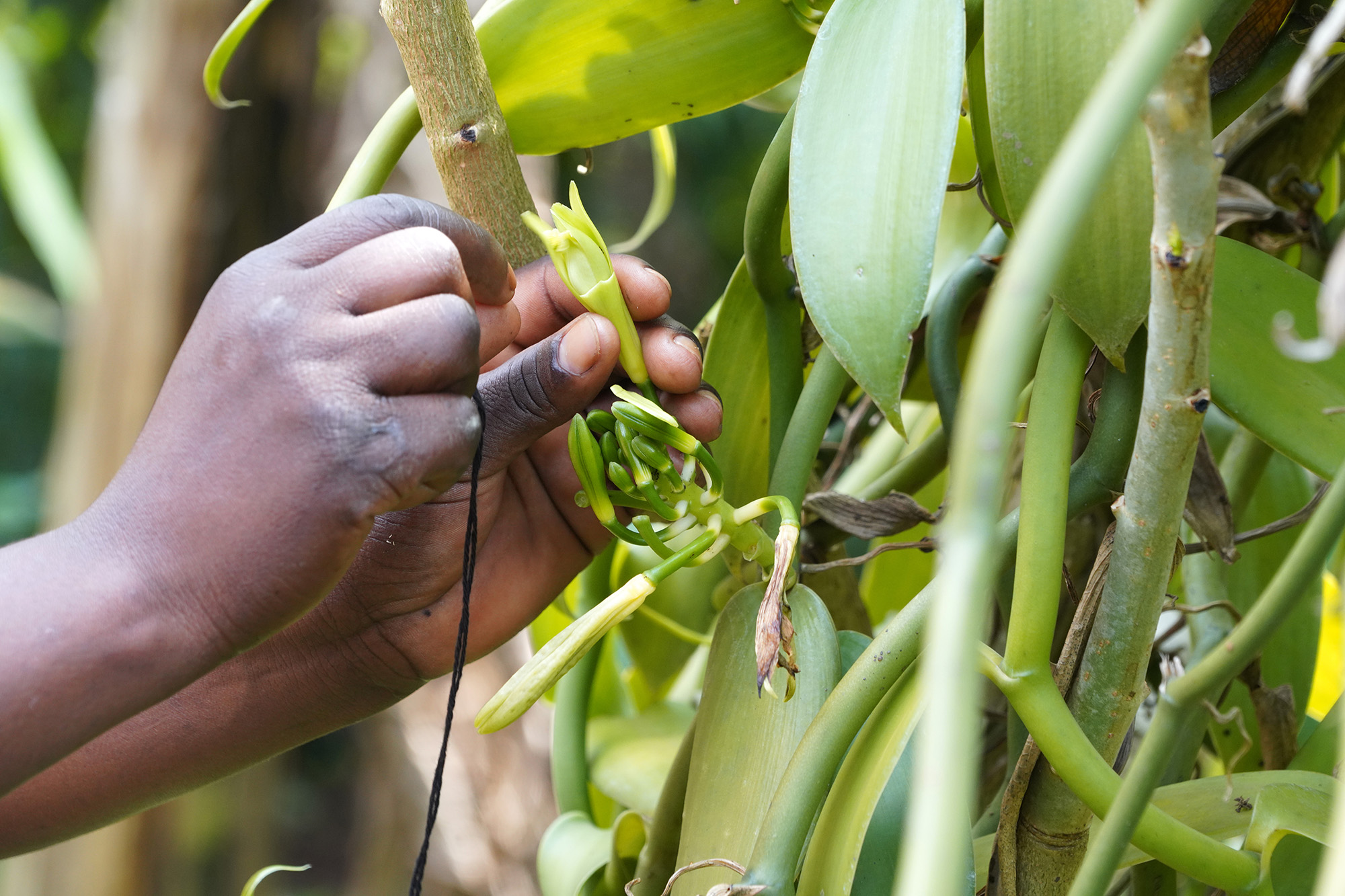 Ouganda - Perle de l'Afrique