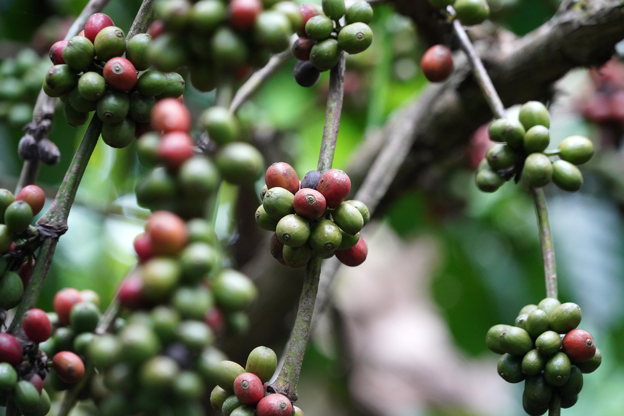 Ouganda - Perle de l'Afrique