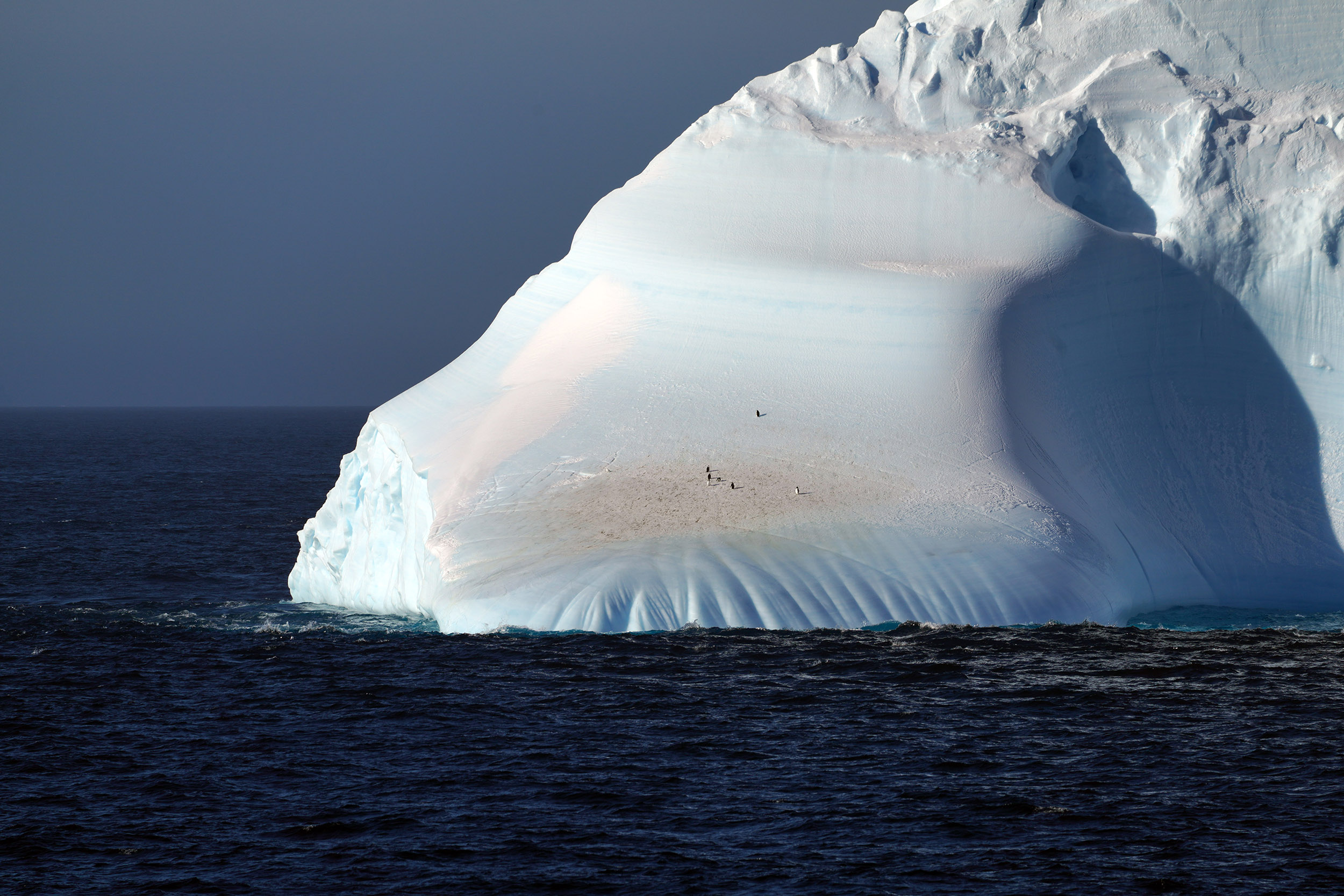 Nos premiers manchots sur un Iceberg
