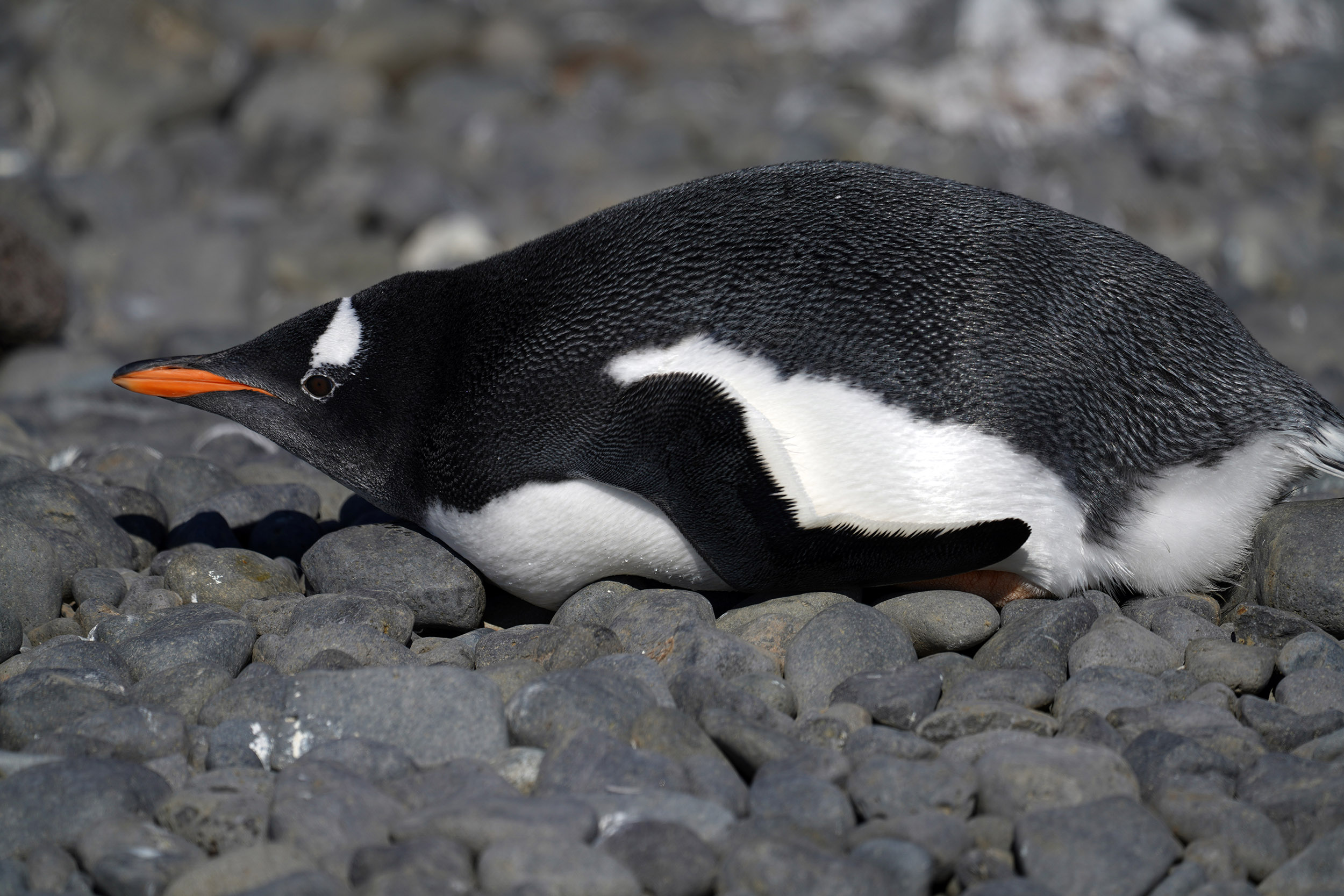 Manchot Papou (Pygoscelis papua)