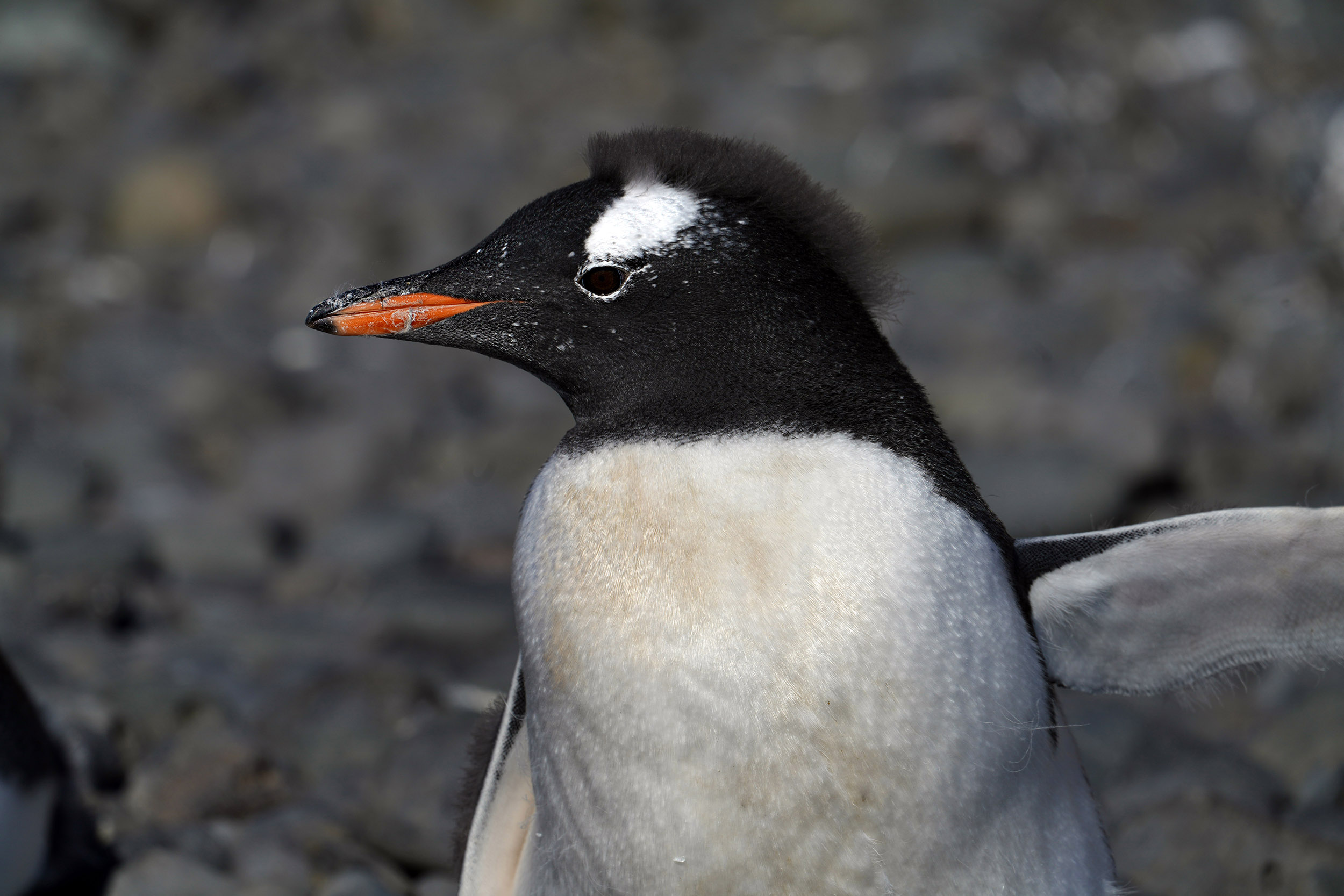 Manchot Papou (Pygoscelis papua)