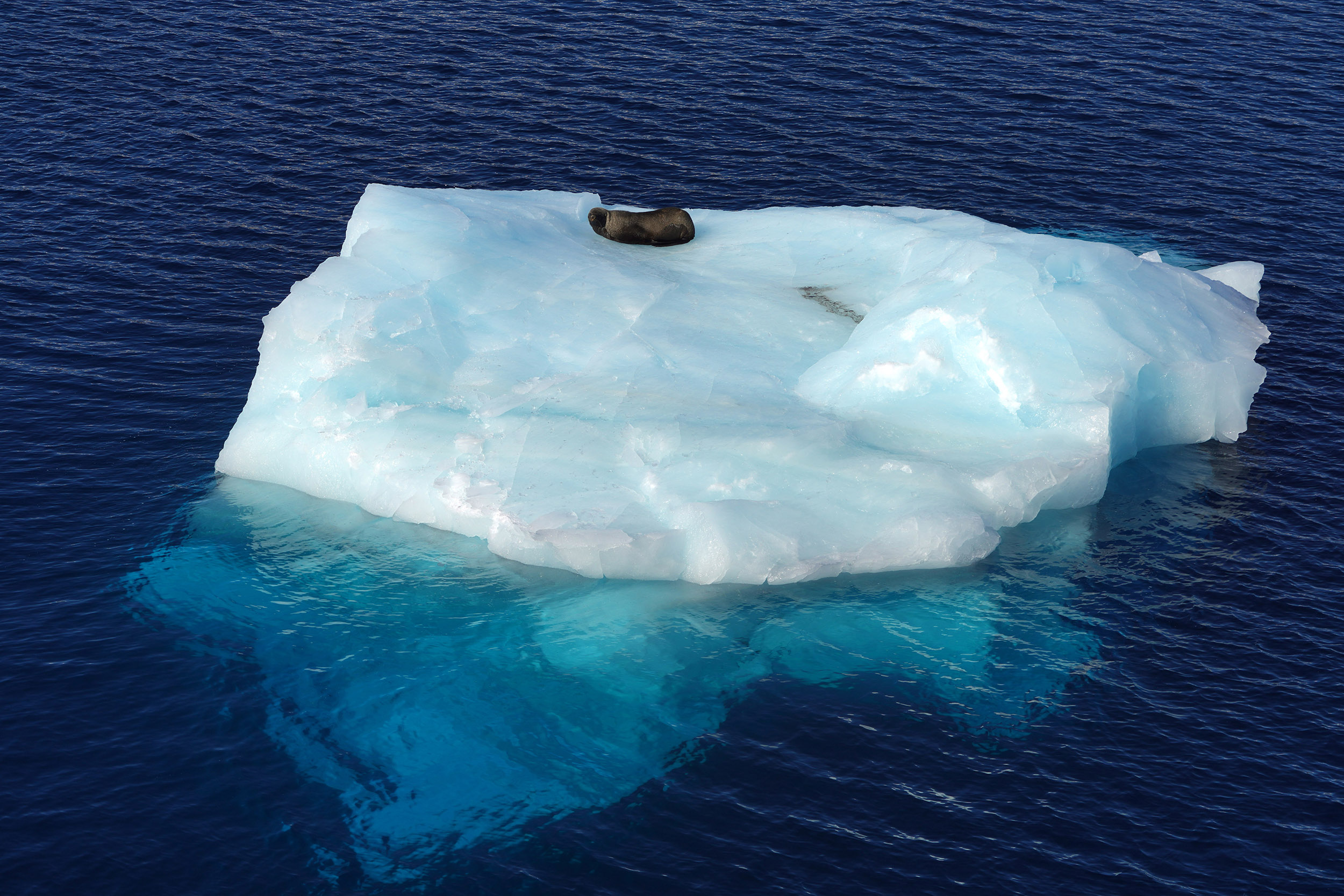 Otarie à fourrure sur son Iceberg
