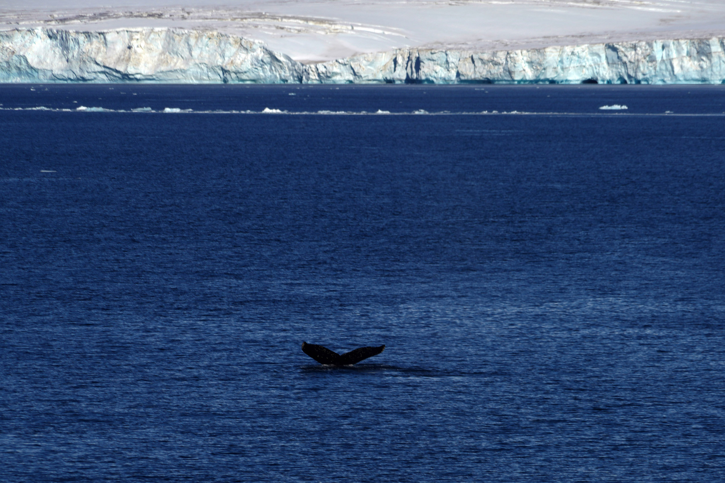 La queue de notre première baleine franche