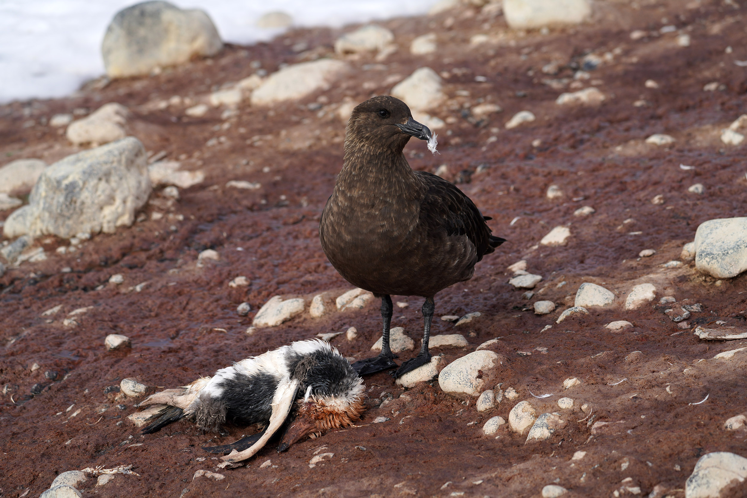 Labbe antarctique (Catharacta antartica) sur Paulet Island