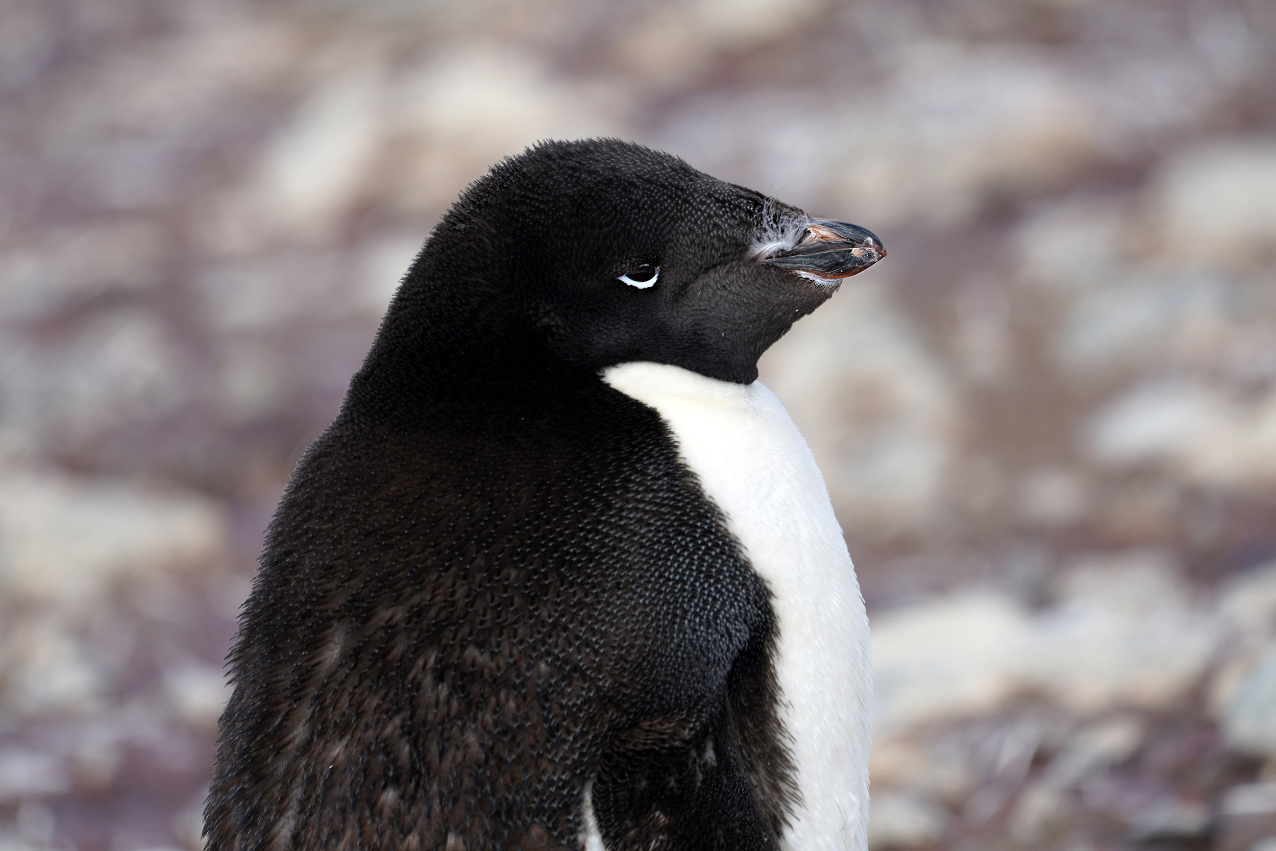 Manchot Adélie (Pygoscelis Adeliae)