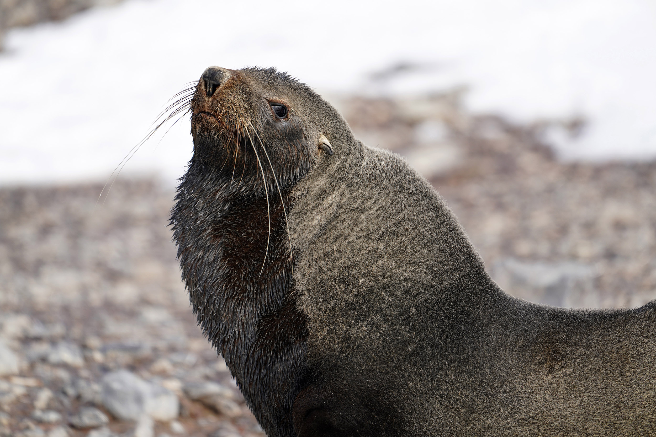Otarie à fourrure australe (Arctocephalus australis)