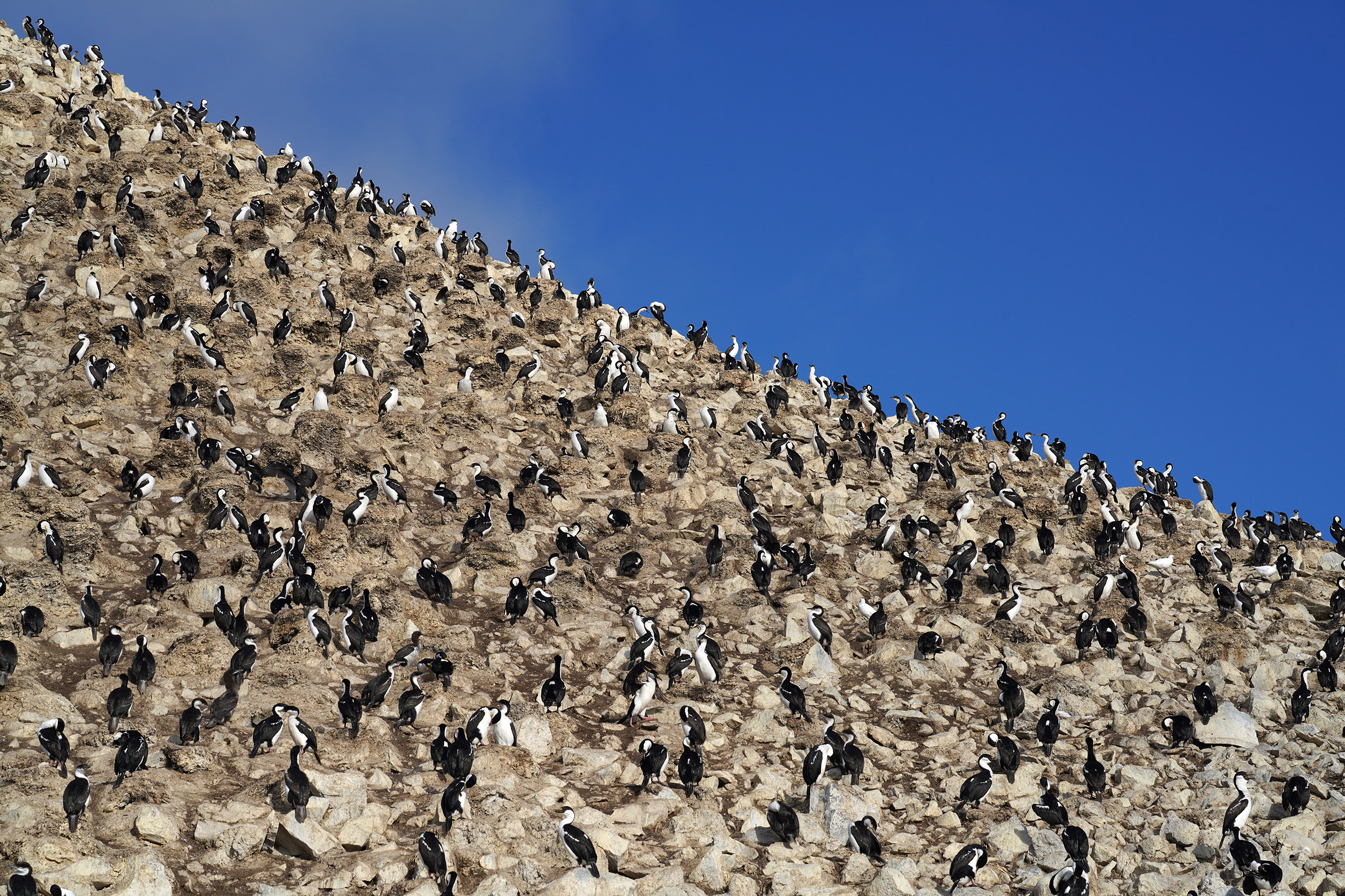 Colonie de Cormorans Antarctique (Phalacrocorax bransfieldensis)