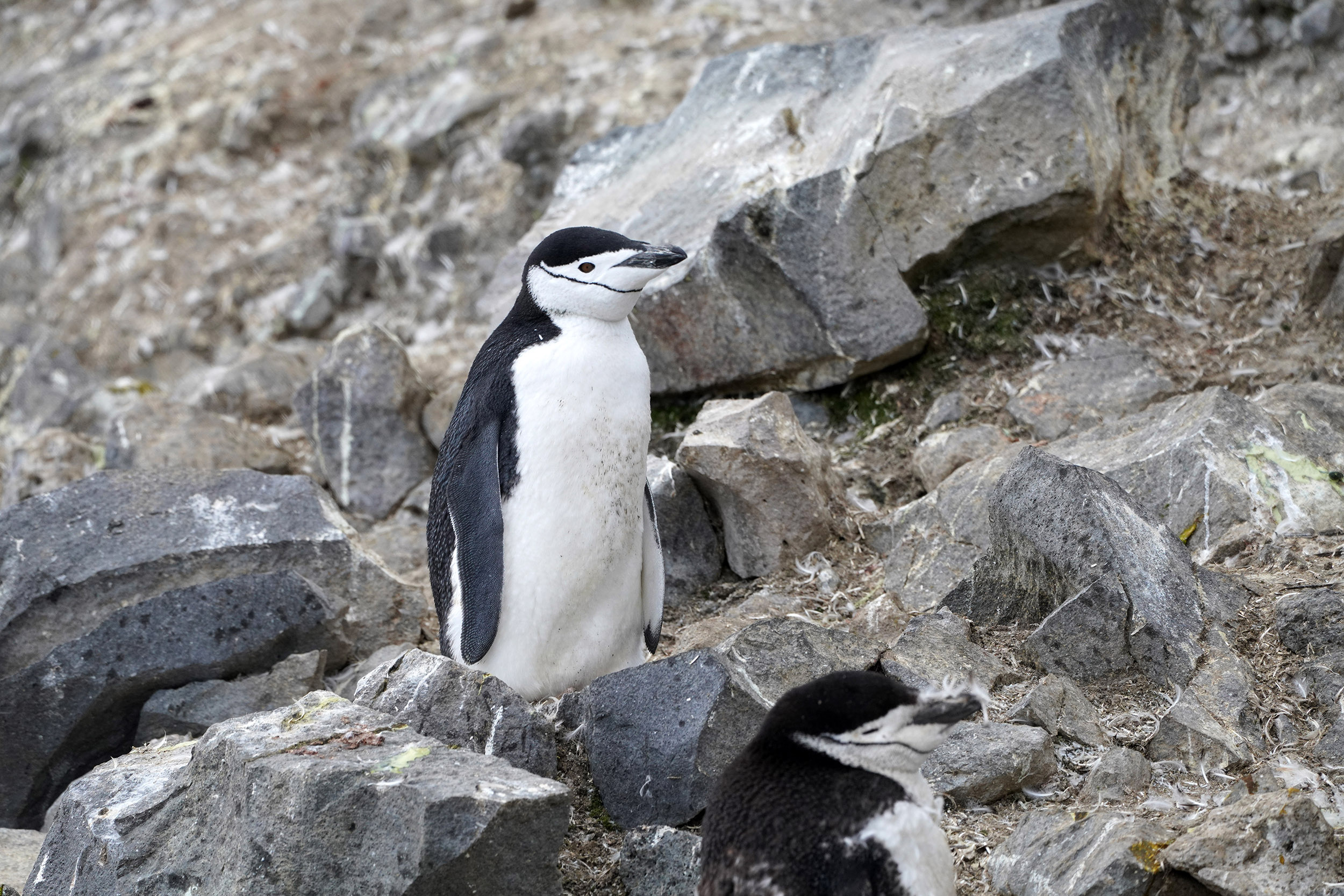 Manchots à jugulaires (Pygoscelis antartica)