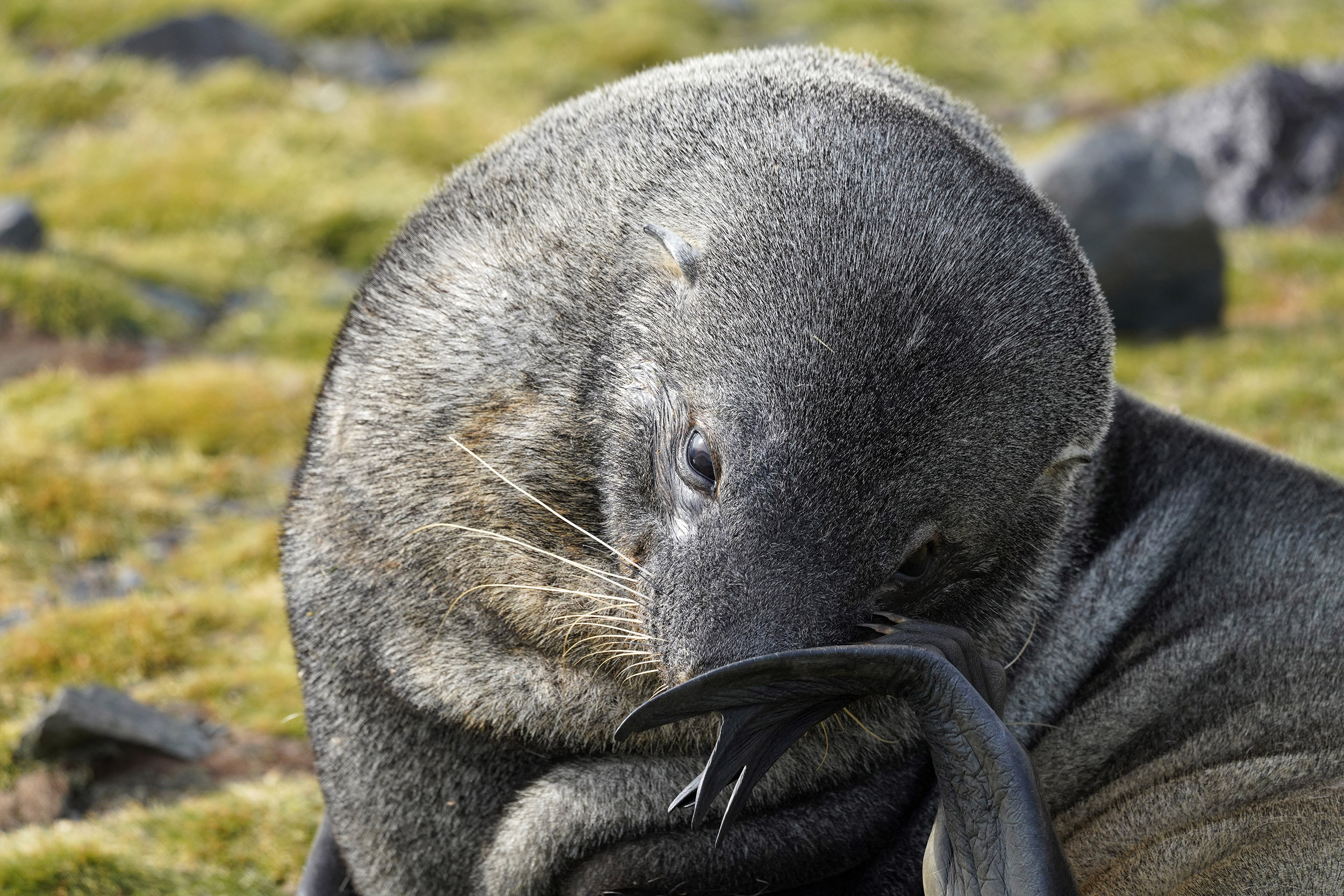 Otarie à fourrure australe (Arctocephalus australis)