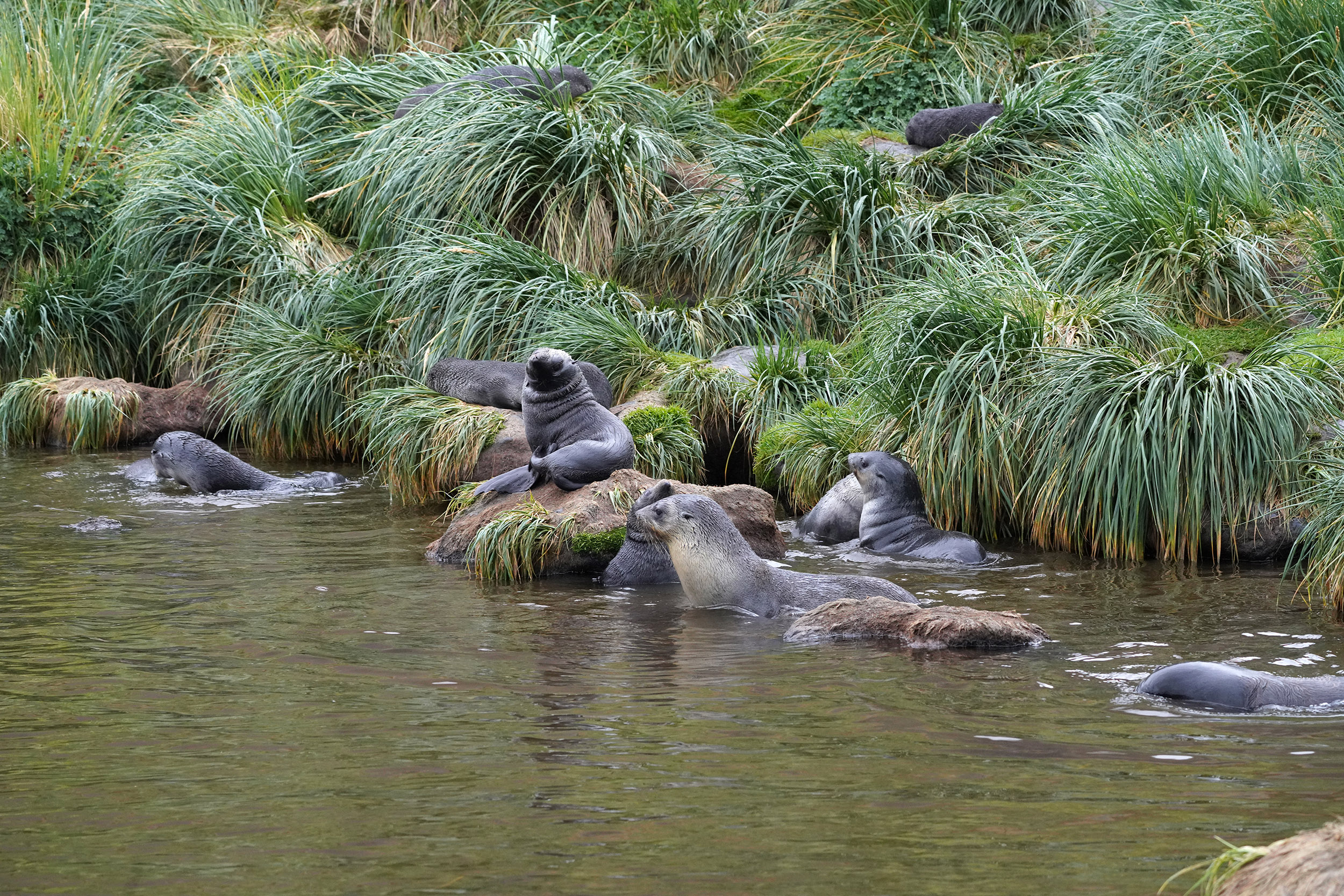 Otaries à fourrure australe (Arctocephalus australis)