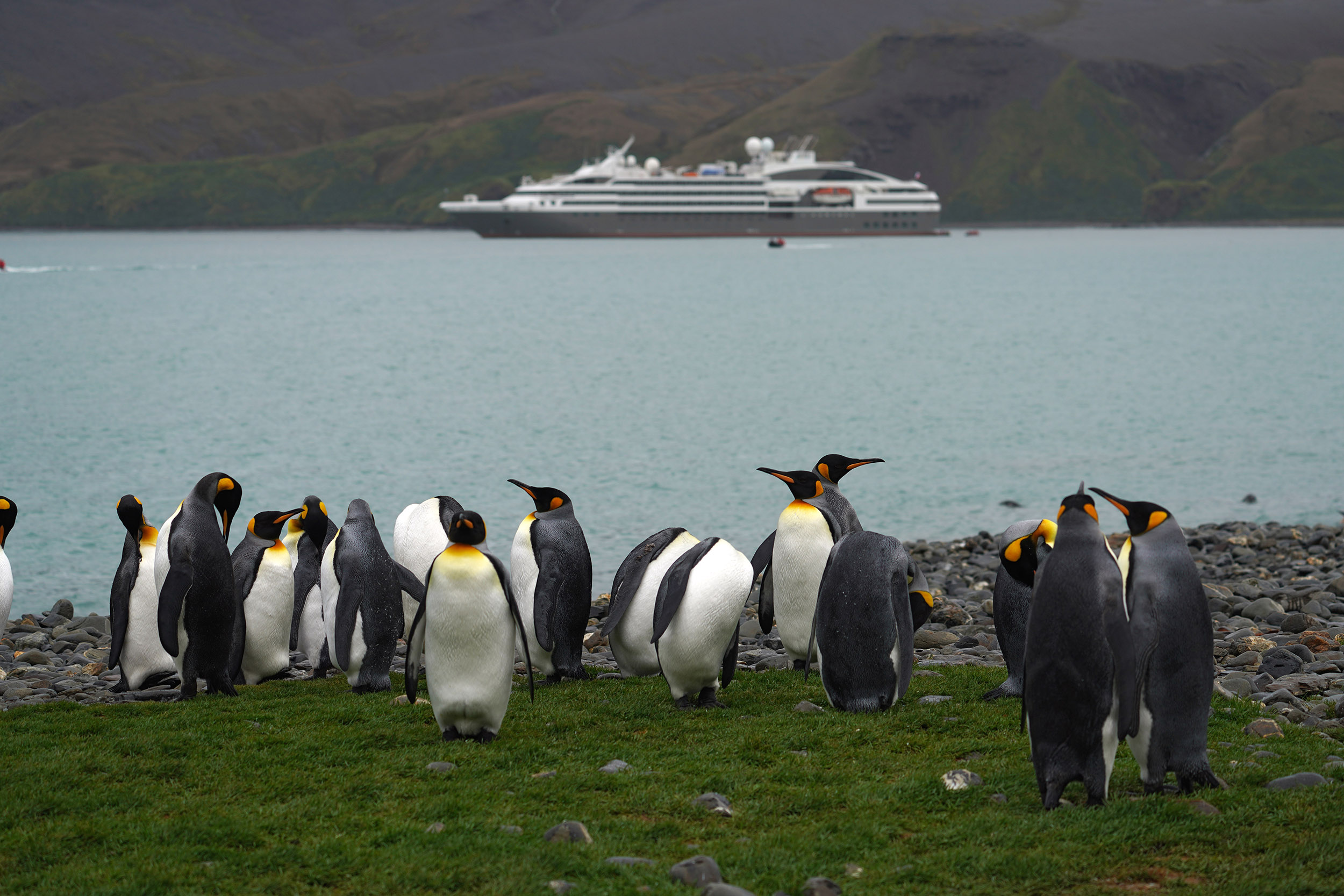 Manchot Royal (Aptenodytes patagonicus)