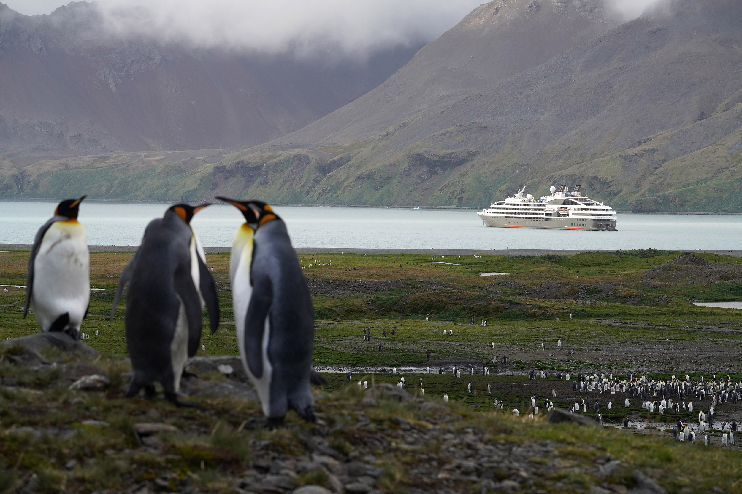 Manchot Royal (Aptenodytes patagonicus)