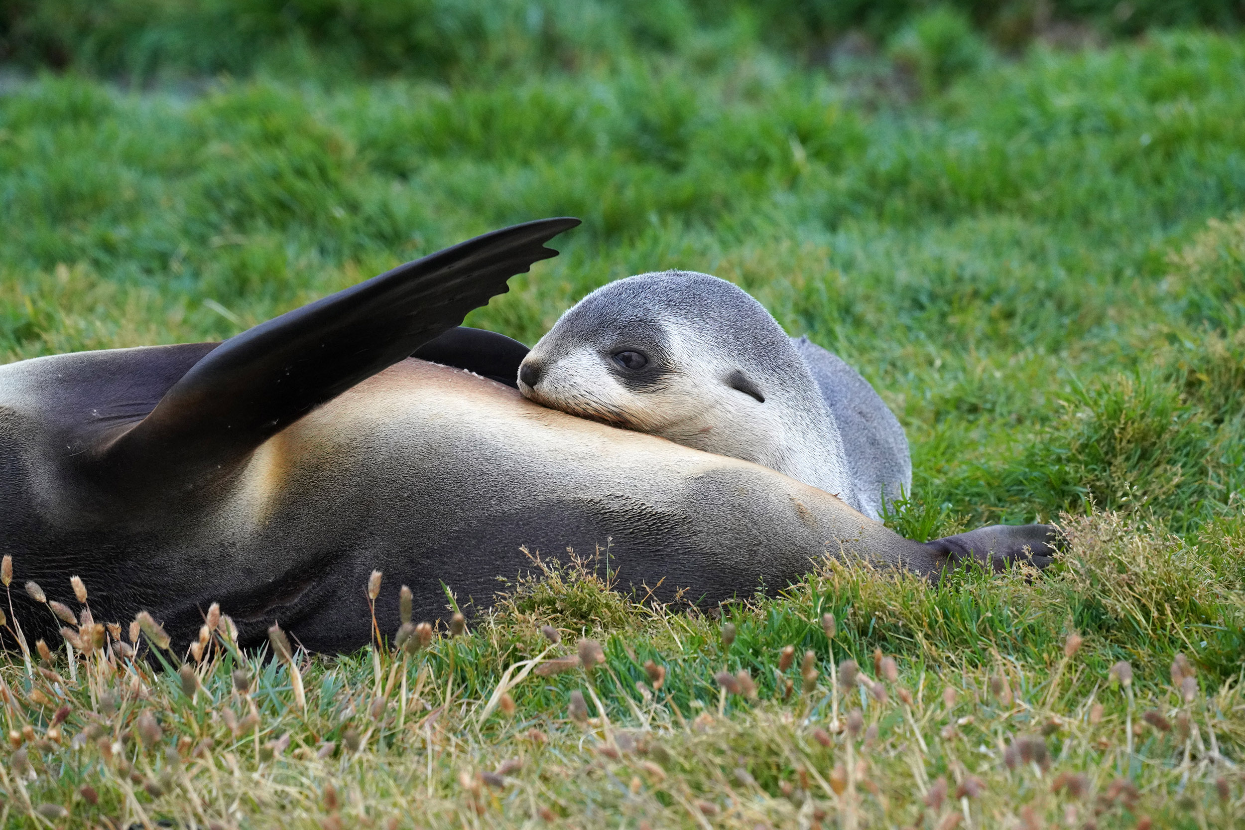 Otarie à fourrure australe (Arctocephalus australis)