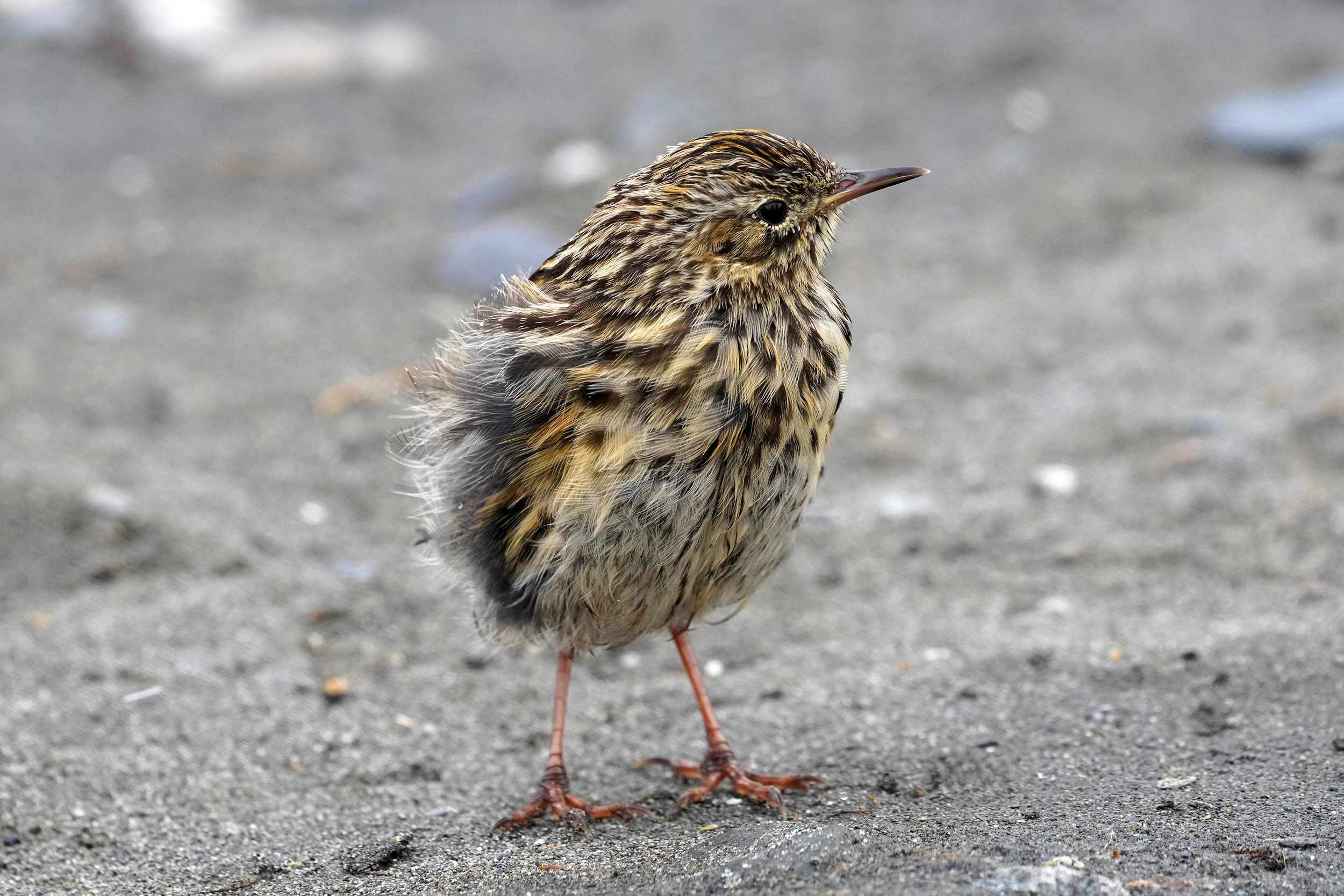 Pipit antarctique (Anthus antarticus)