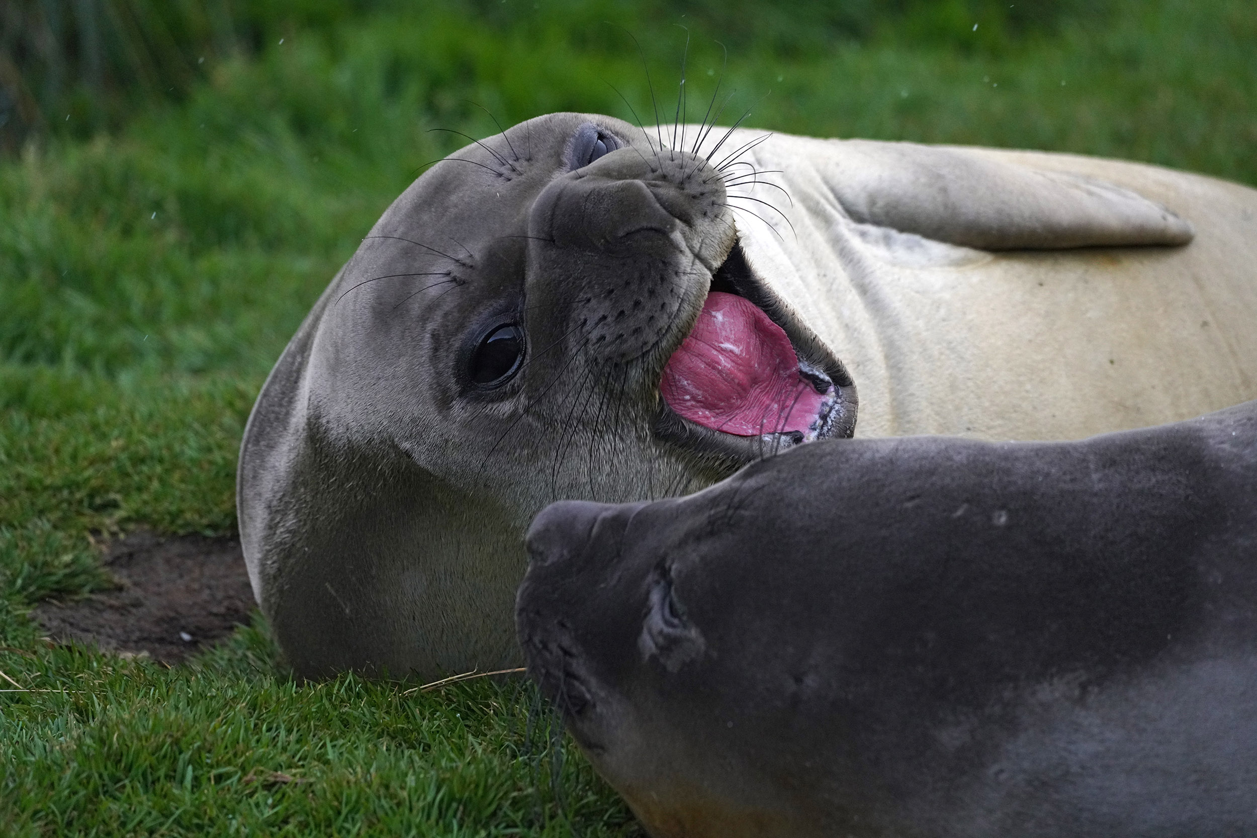 Eléphant de mer austral (Mirounga léonina)