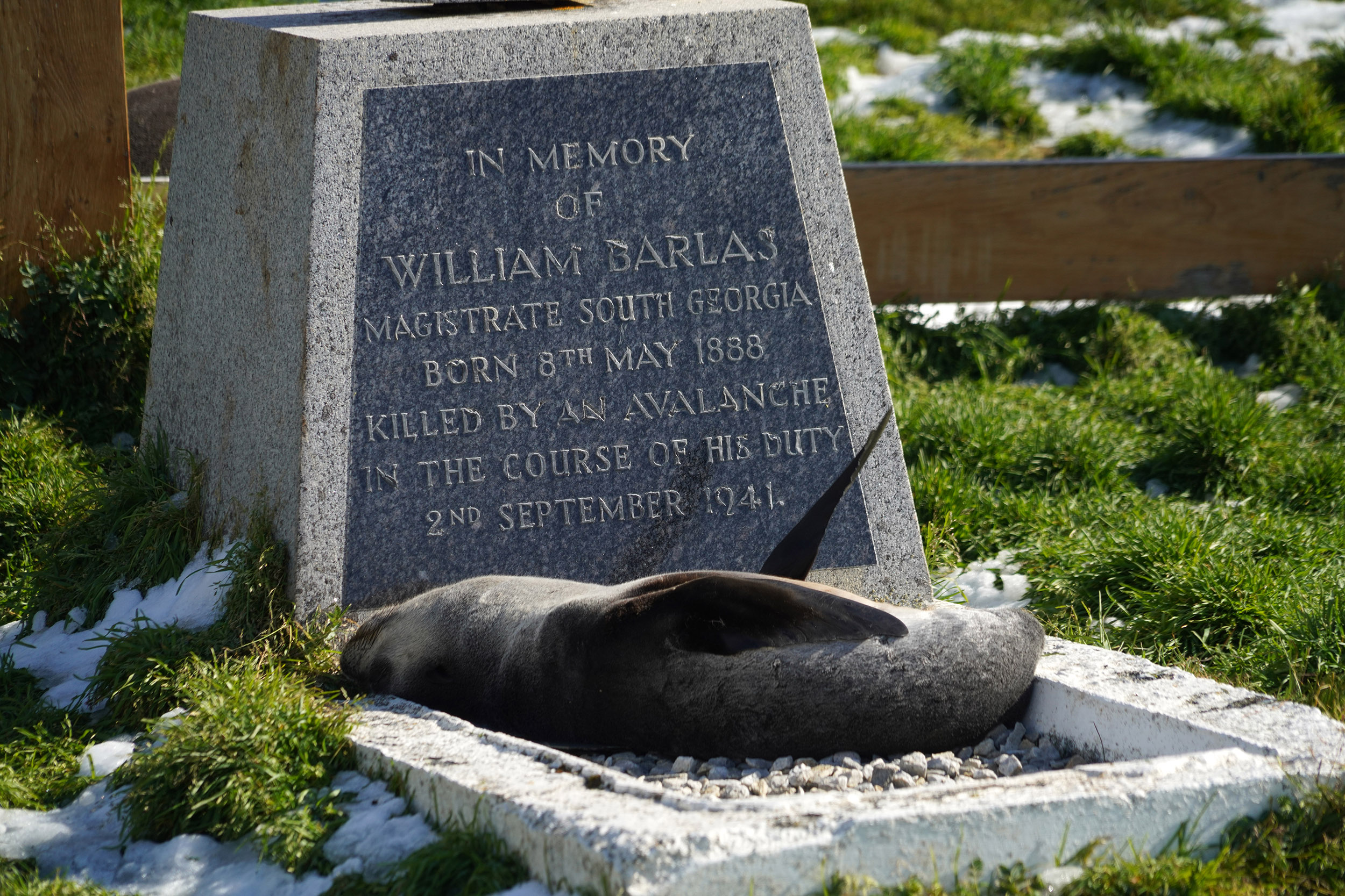Une otarie se prélasse sur une tombe à Grytviken