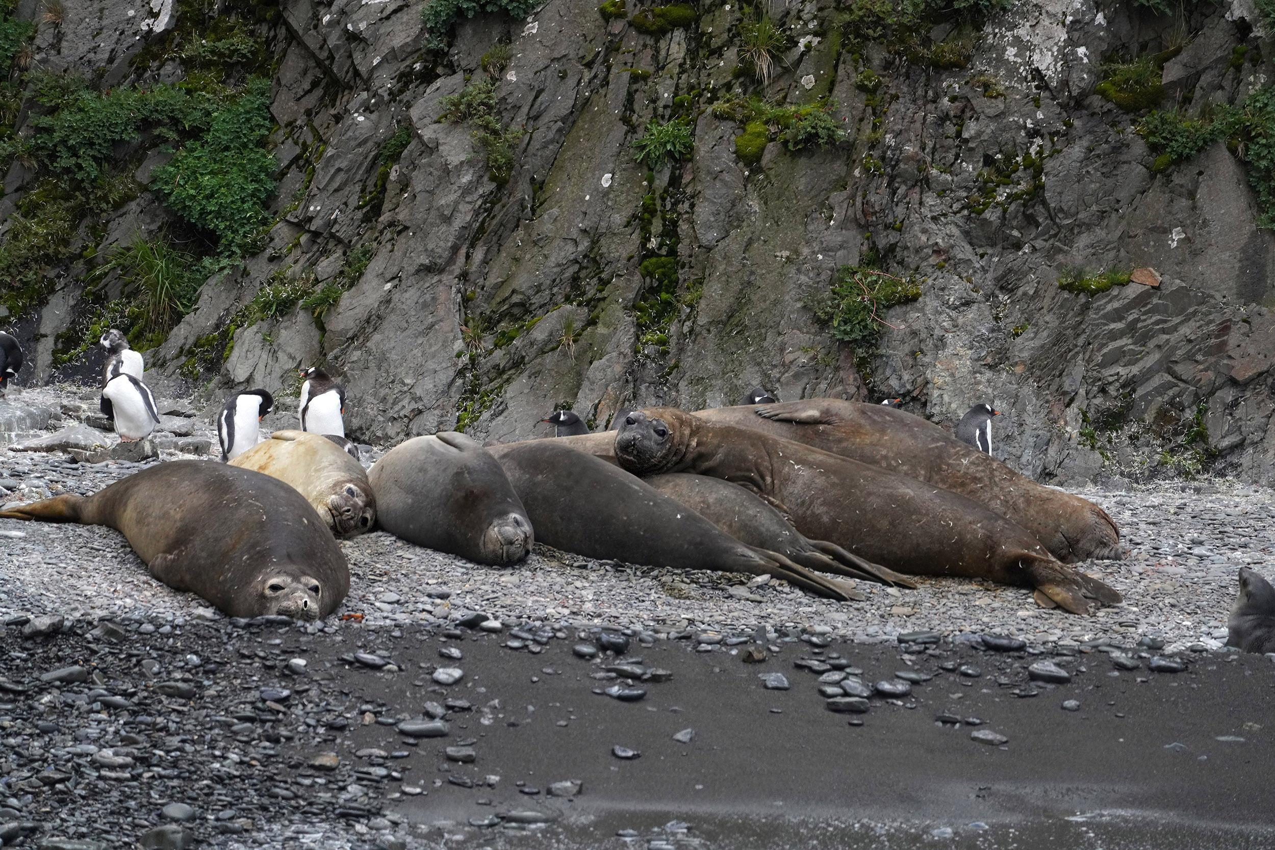 Eléphants de mer ( Mirounga léonin)