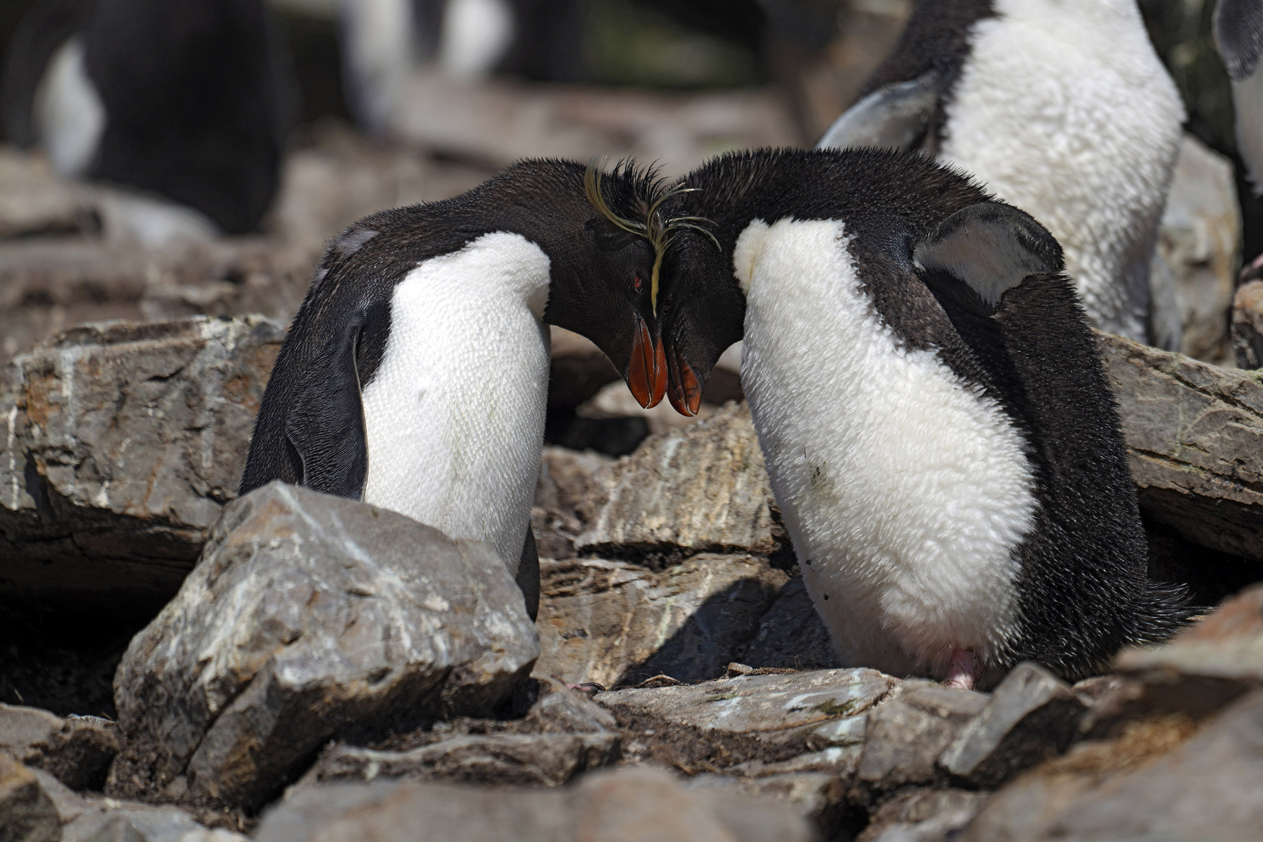 Manchot Gorfou Macaroni ou Gorfou doré (Eudyptes chrysolophus)