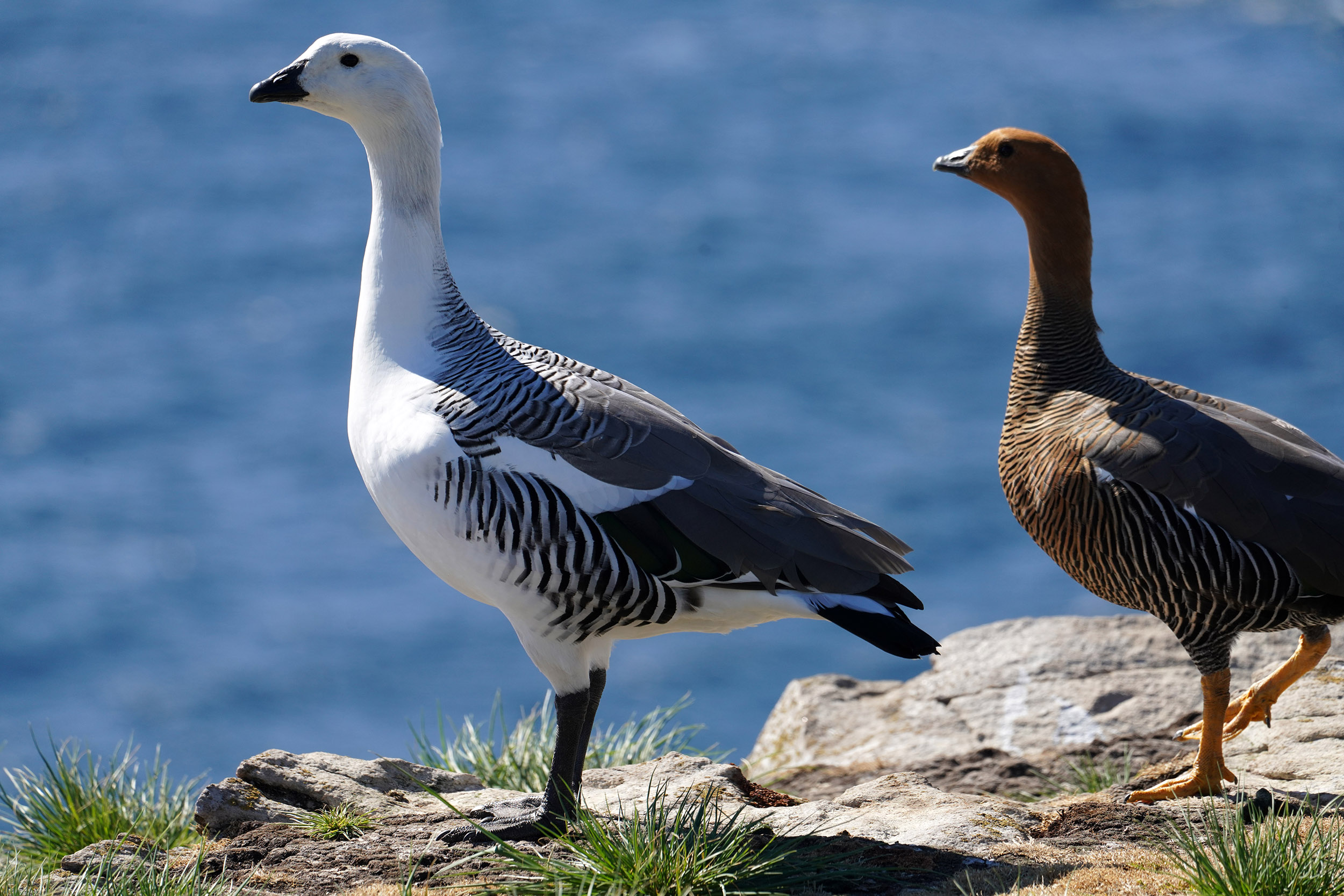 Ouette de Magellan (Chloephaga picta)