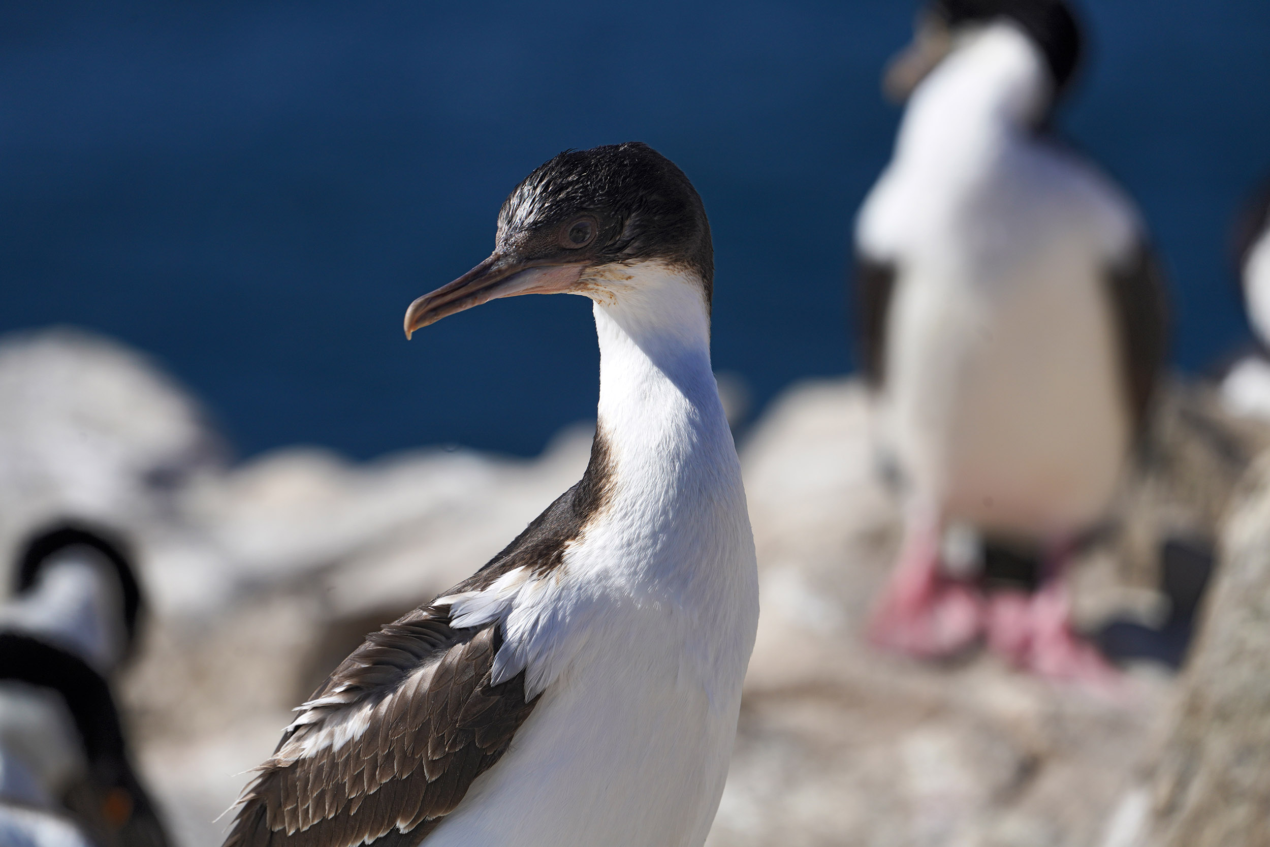 Cormoran royal (Leucocarbo atriceps)