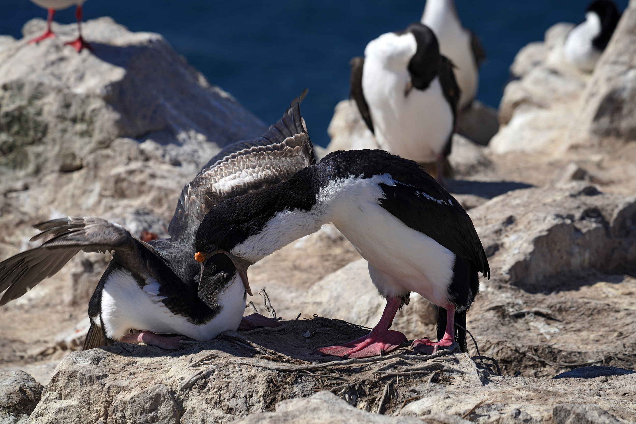 Cormoran royal (Leucocarbo atriceps)
