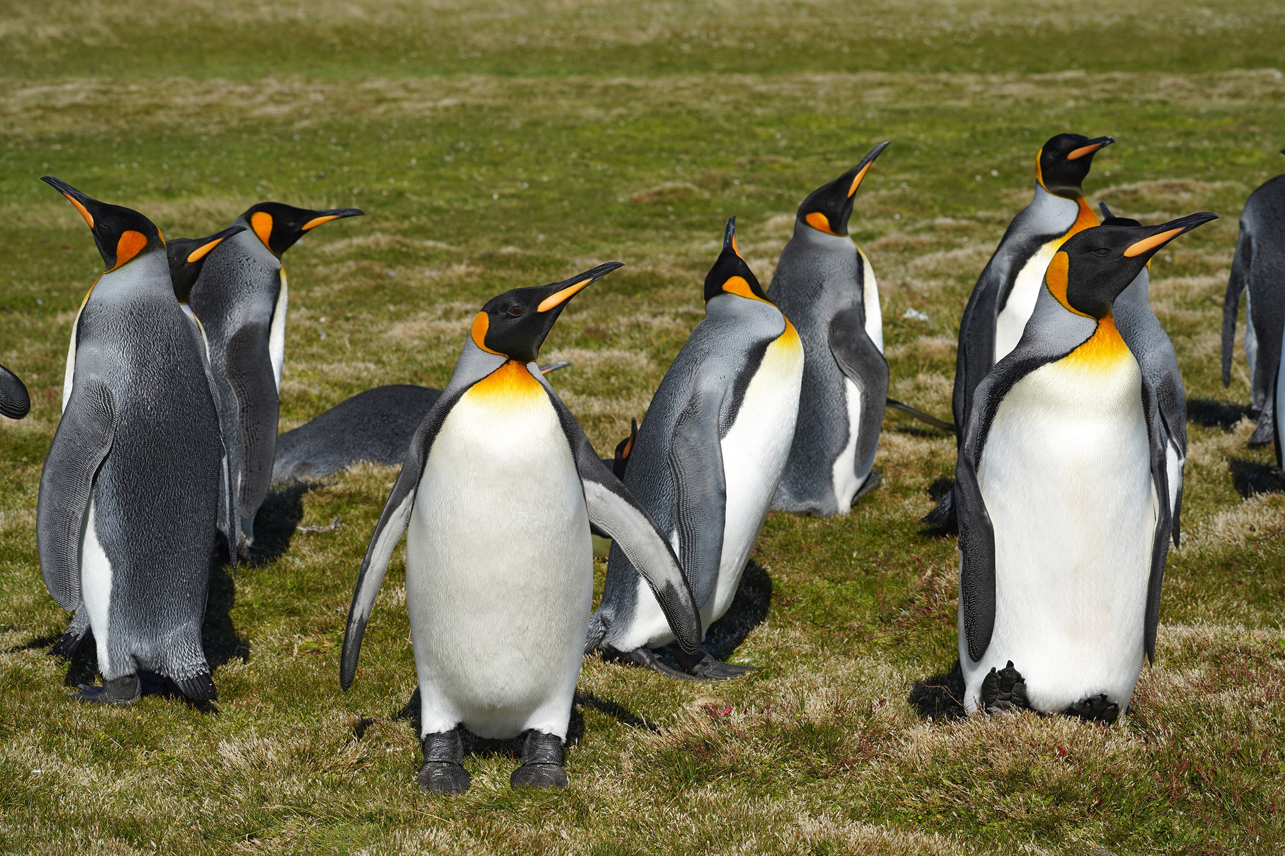 Manchot Royal (Aptenodytes patagonicus)